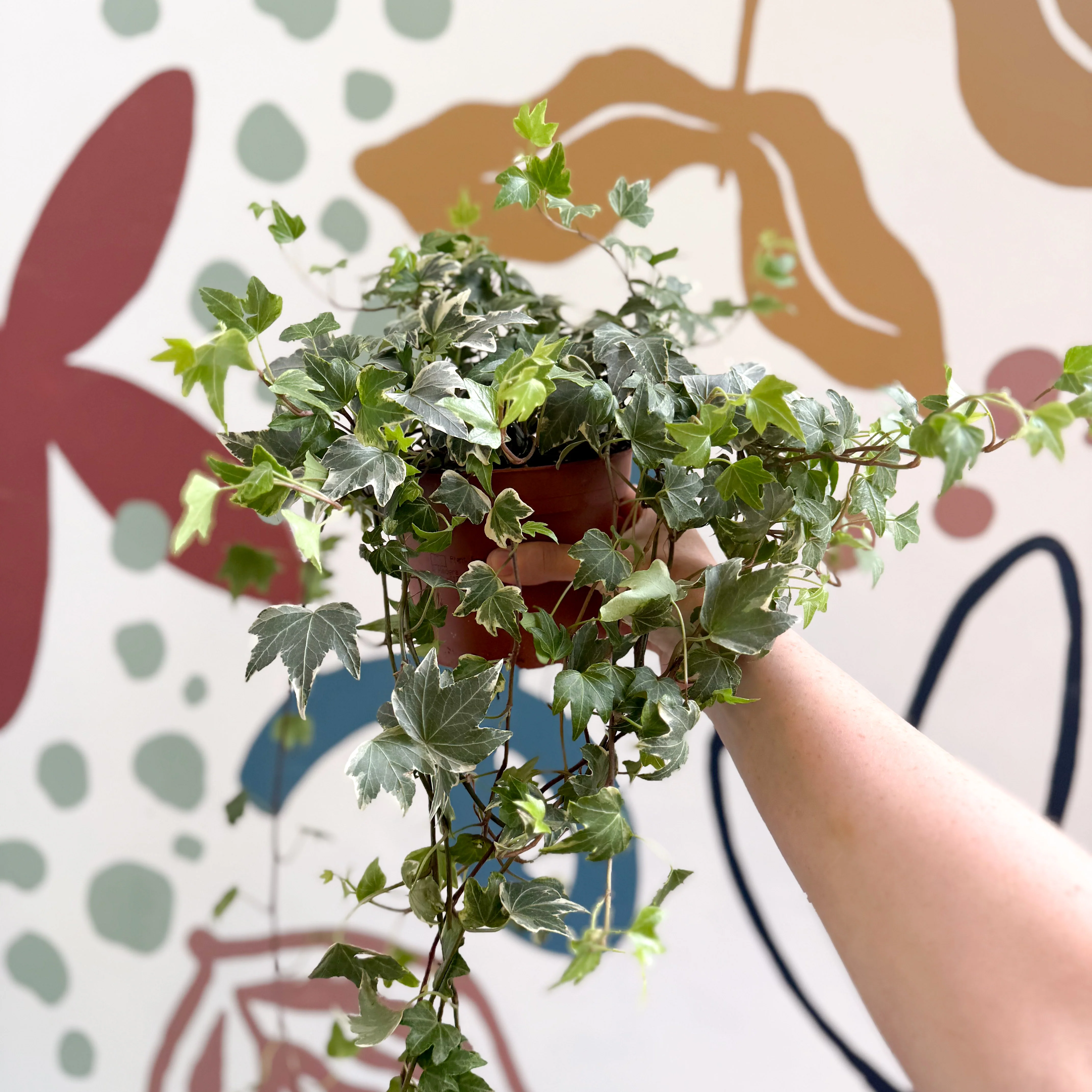 Hedera helix 'Bont' - English Ivy - Image 4