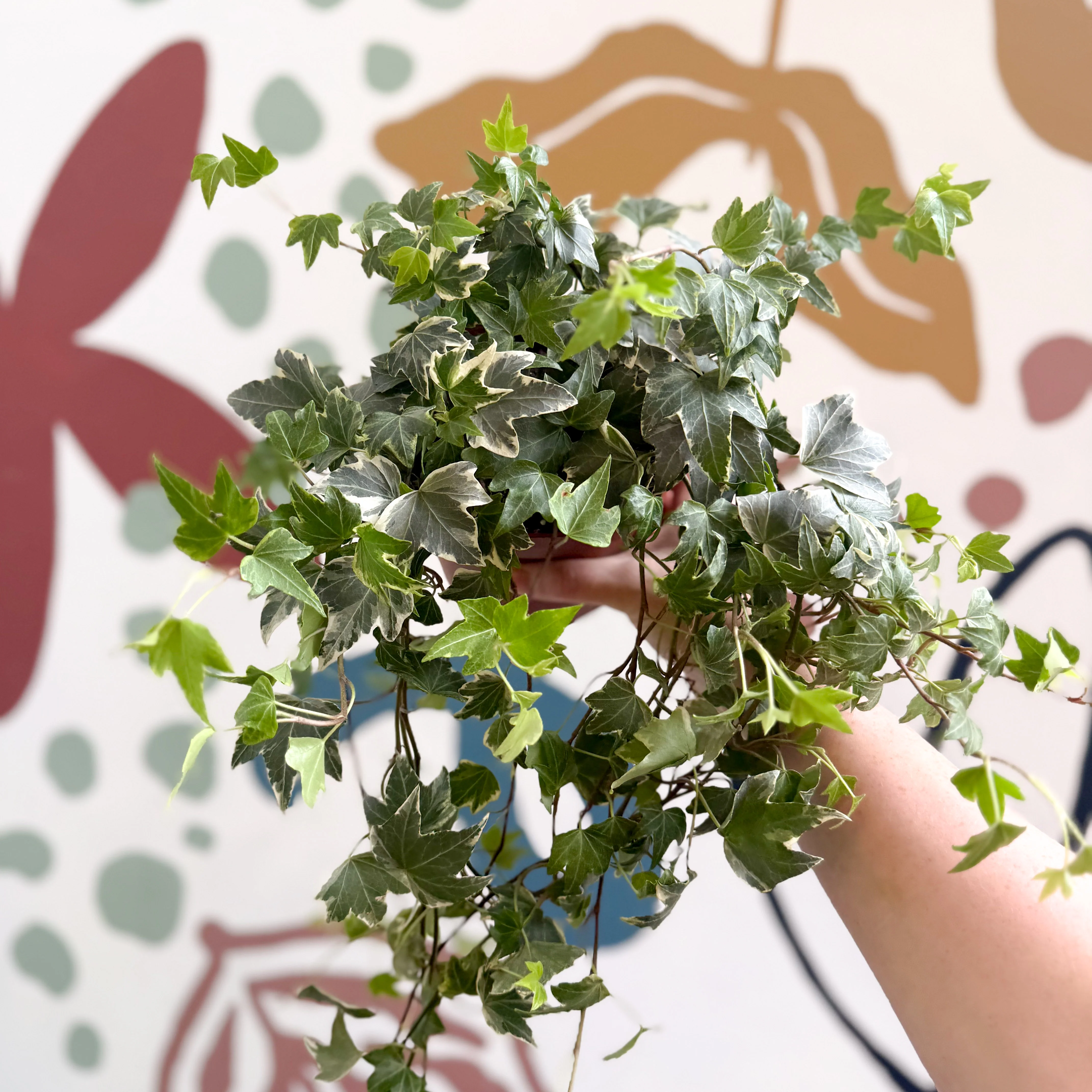 Hedera helix 'Bont' - English Ivy - Image 5