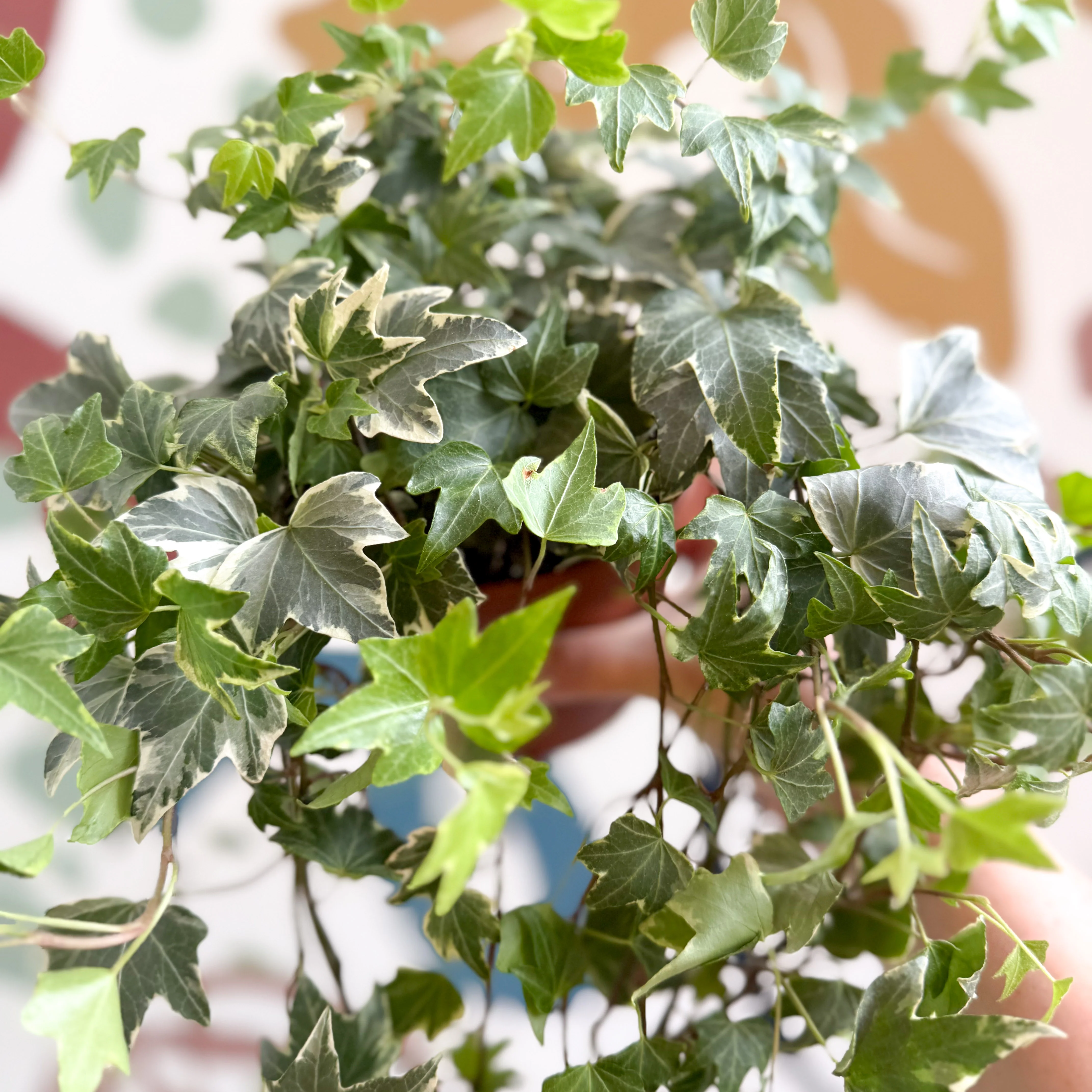 Hedera helix 'Bont' - English Ivy - Image 7