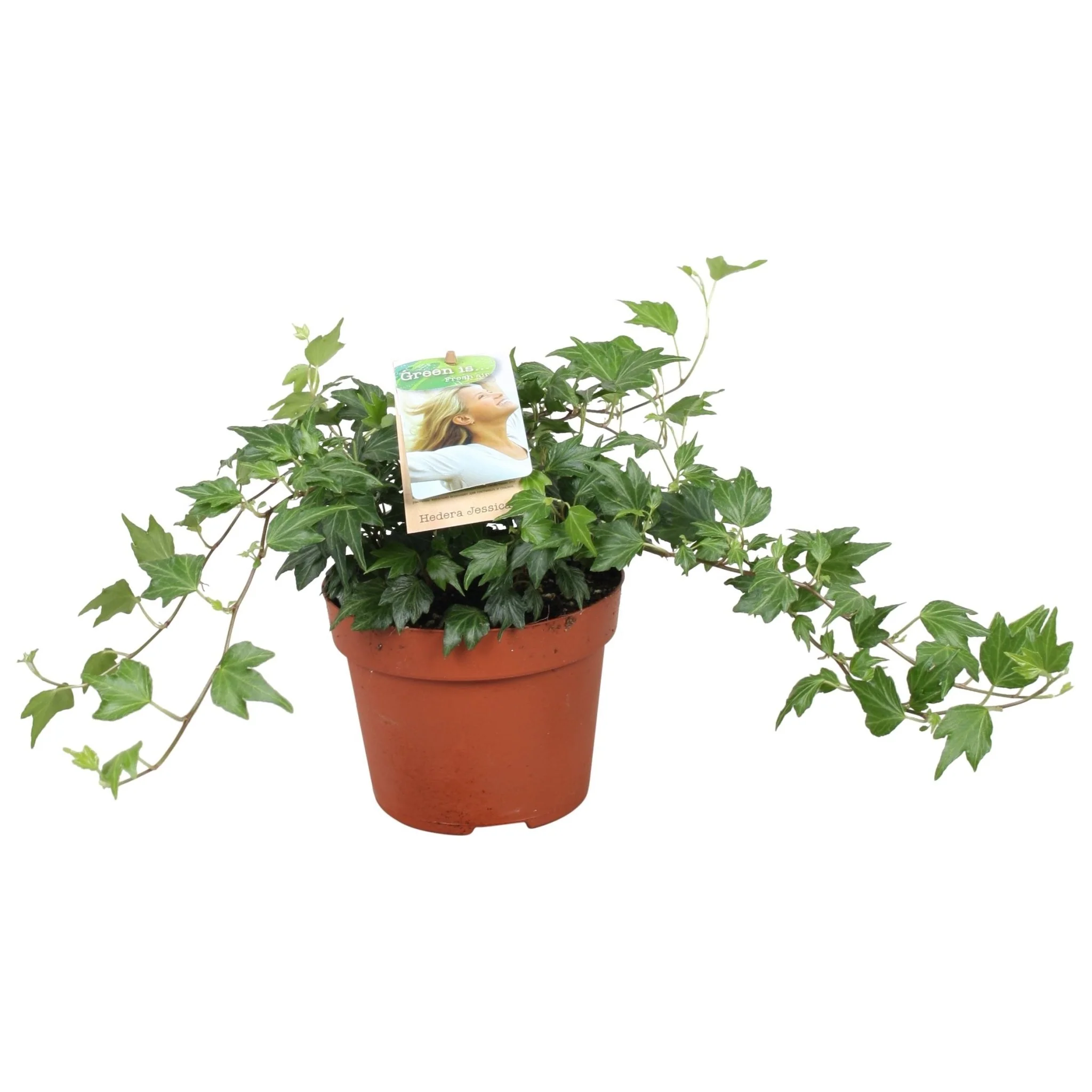 Hedera helix 'Jessica' - English Ivy