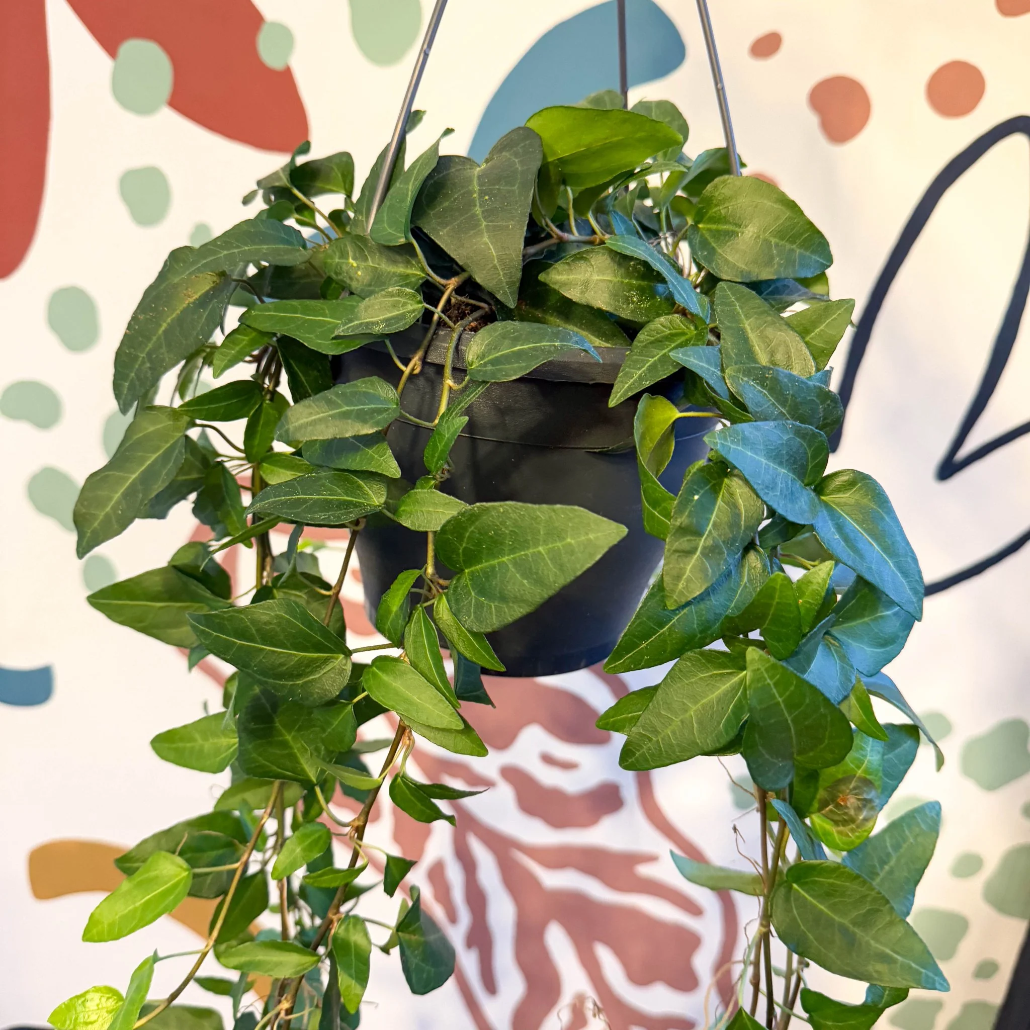 Hedera helix 'Lingusta' - English Ivy