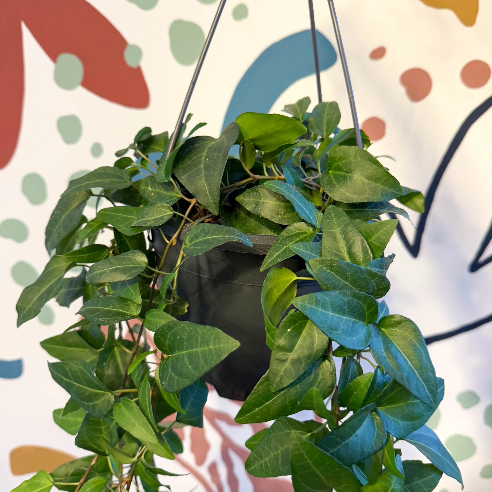 Hedera helix 'Lingusta' - English Ivy - Image 2