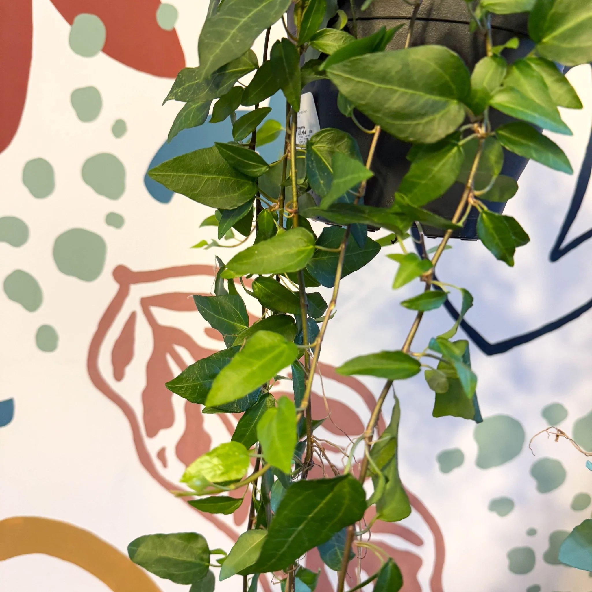 Hedera helix 'Lingusta' - English Ivy - Image 3