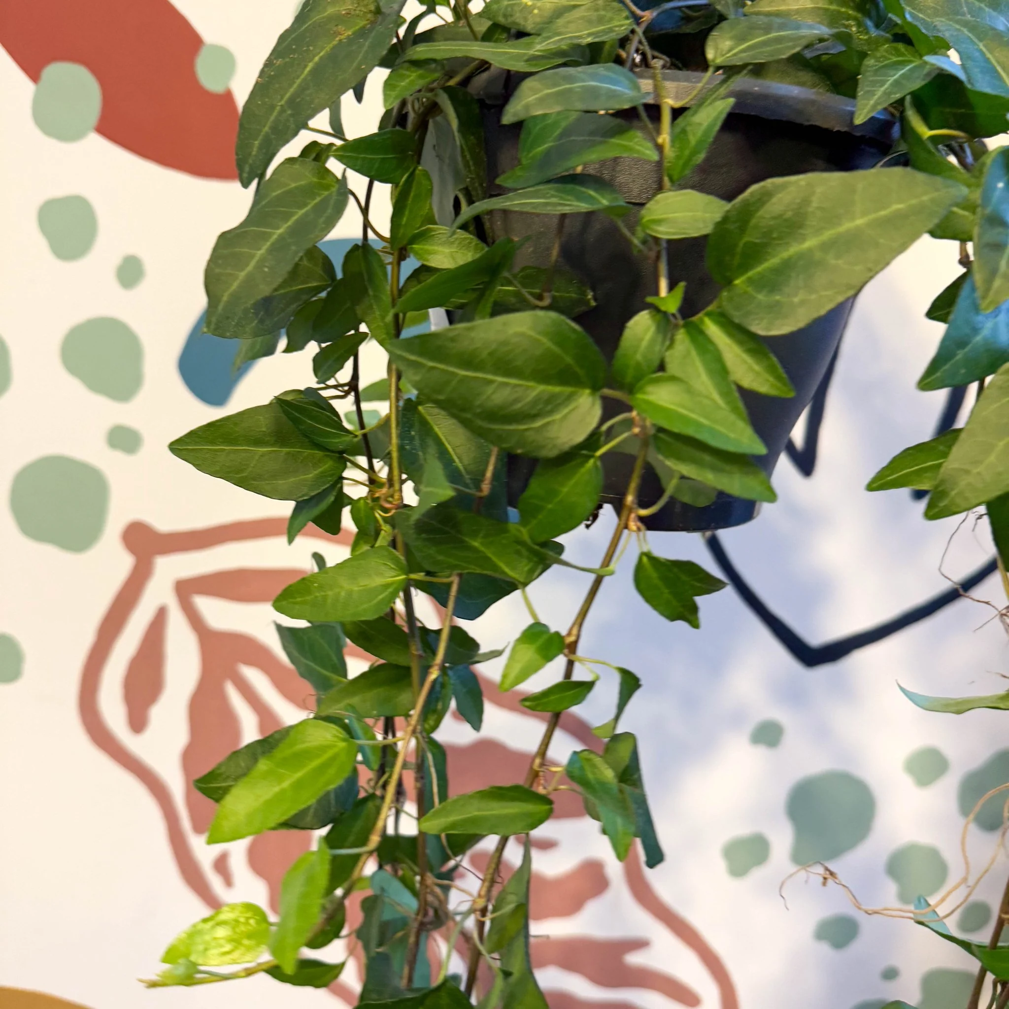 Hedera helix 'Lingusta' - English Ivy - Image 4