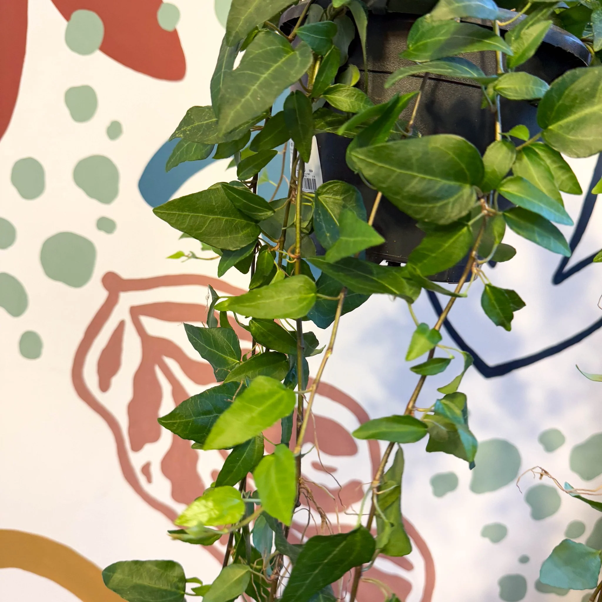Hedera helix 'Lingusta' - English Ivy - Image 5