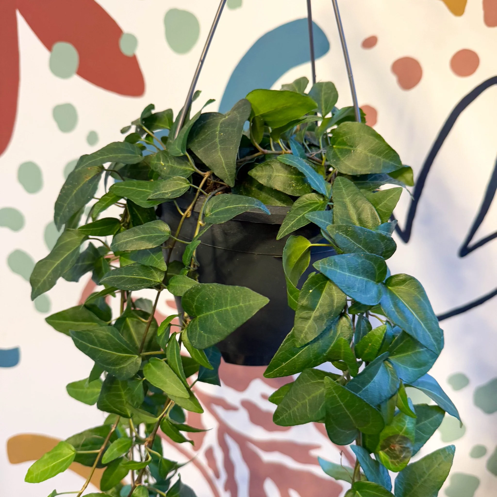 Hedera helix 'Lingusta' - English Ivy - Image 6