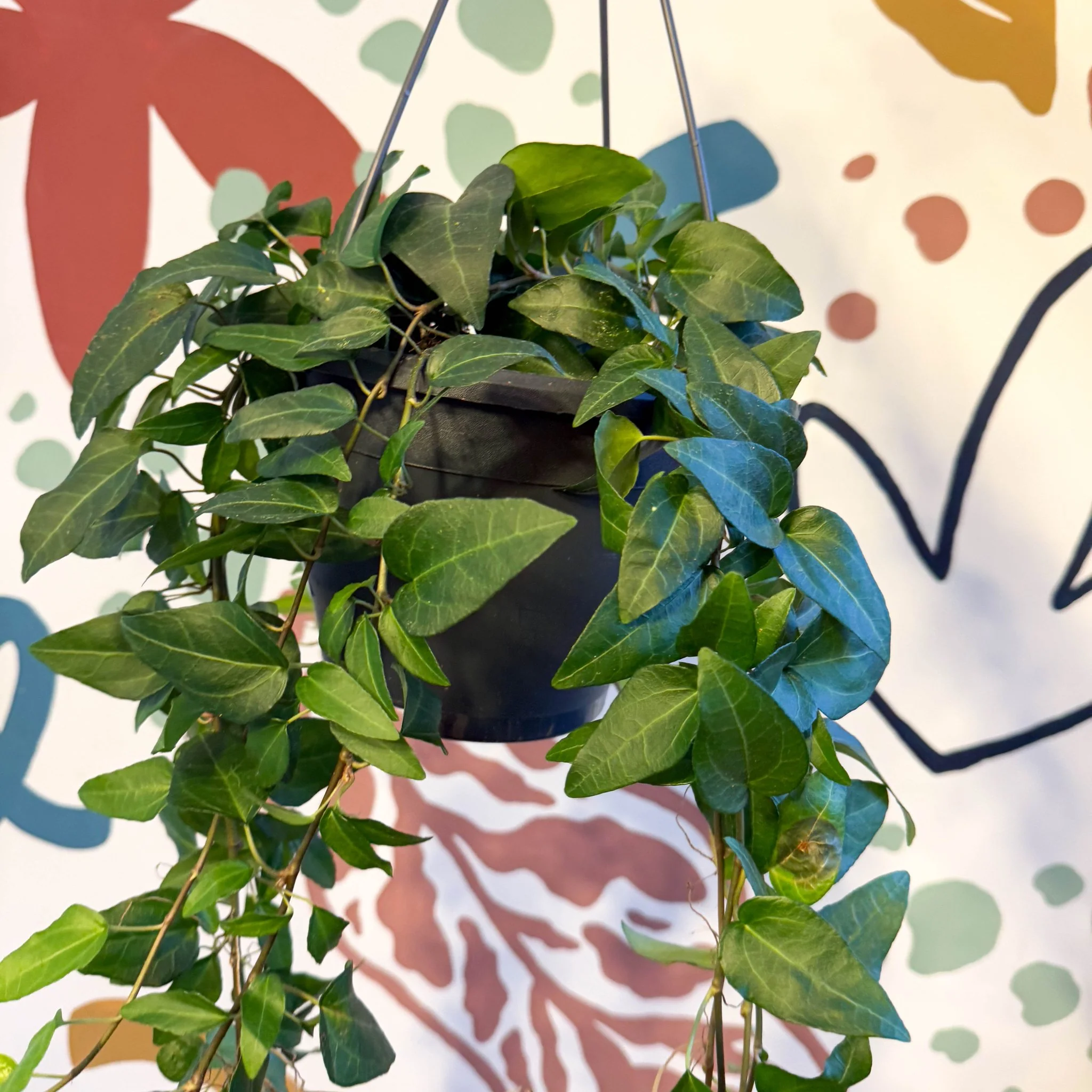 Hedera helix 'Lingusta' - English Ivy - Image 7