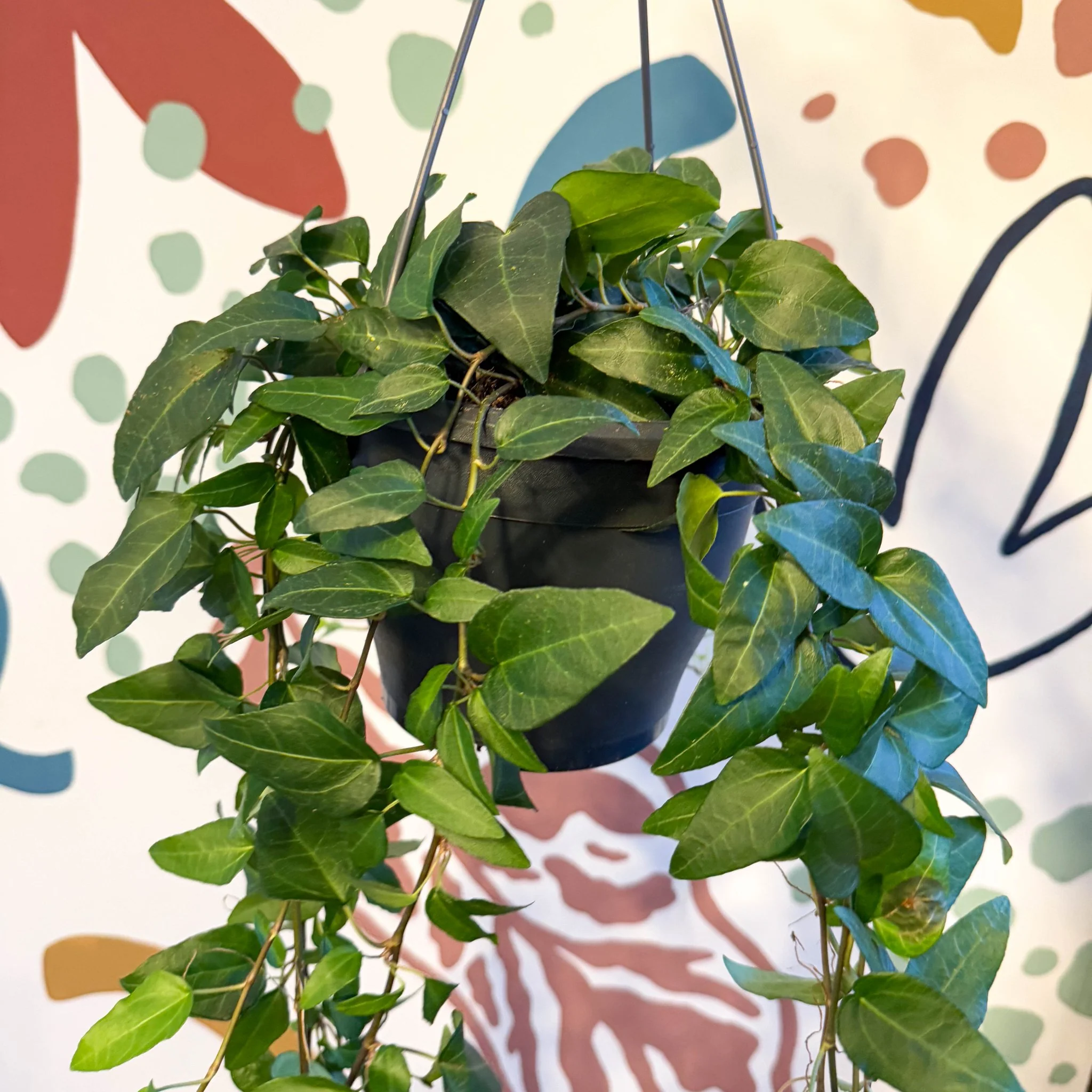 Hedera helix 'Lingusta' - English Ivy - Image 8
