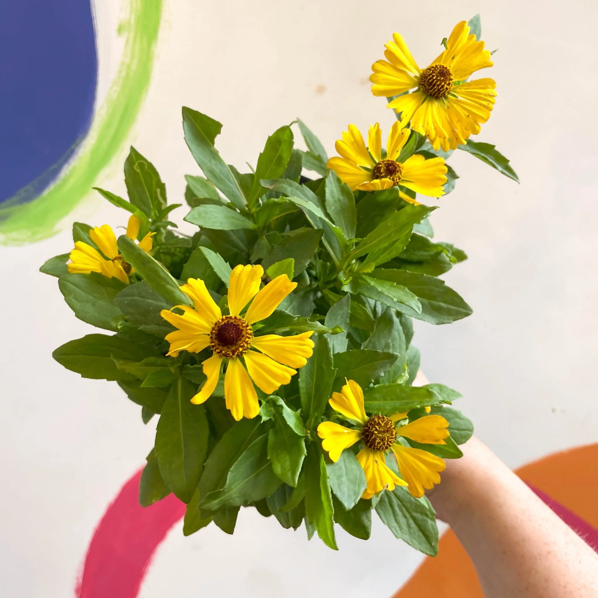 Helenium autumnale 'HayDay Golden Bicolor' - Sneezeweed - British Grown - Image 6