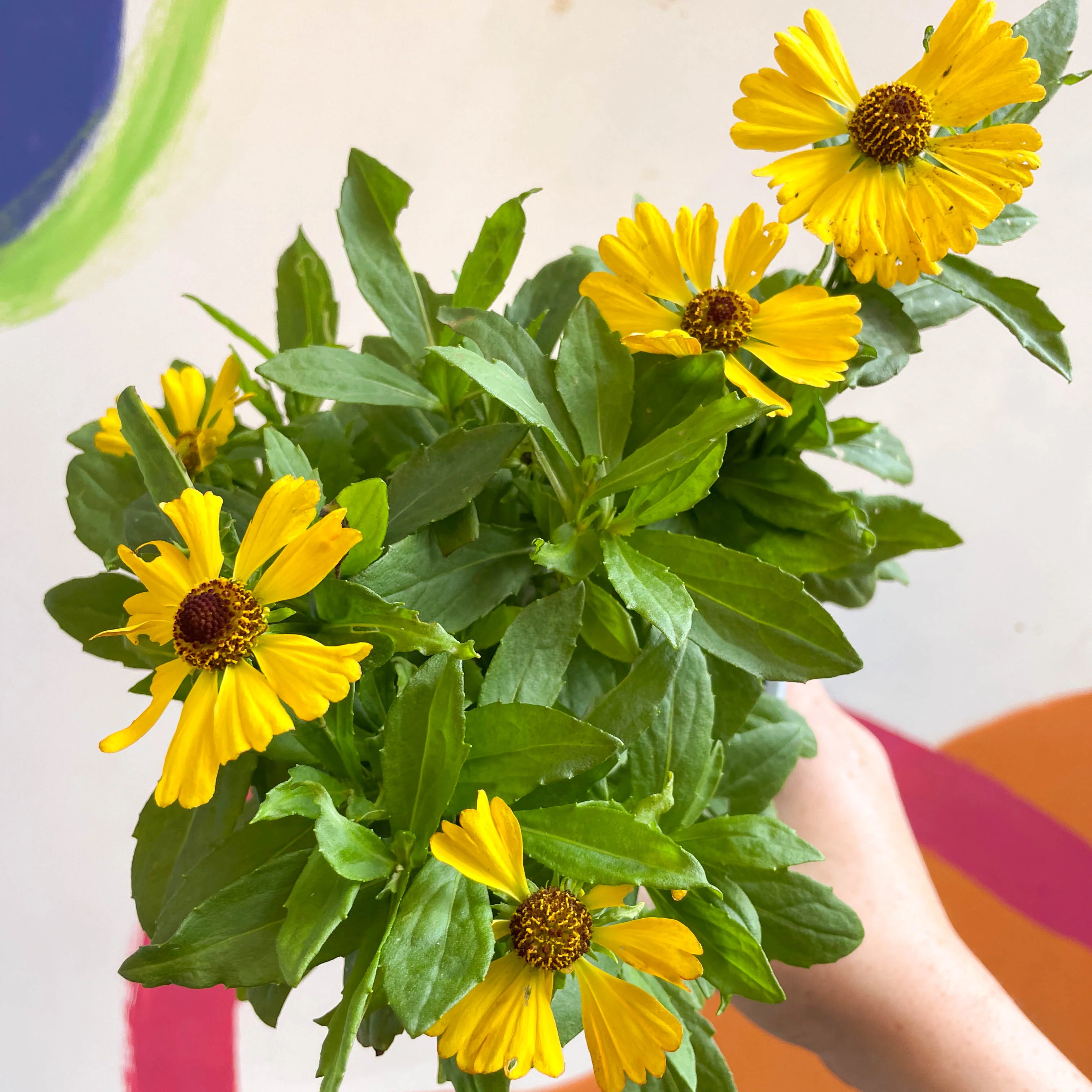 Helenium autumnale 'HayDay Golden Bicolor' - Sneezeweed - British Grown - Image 8