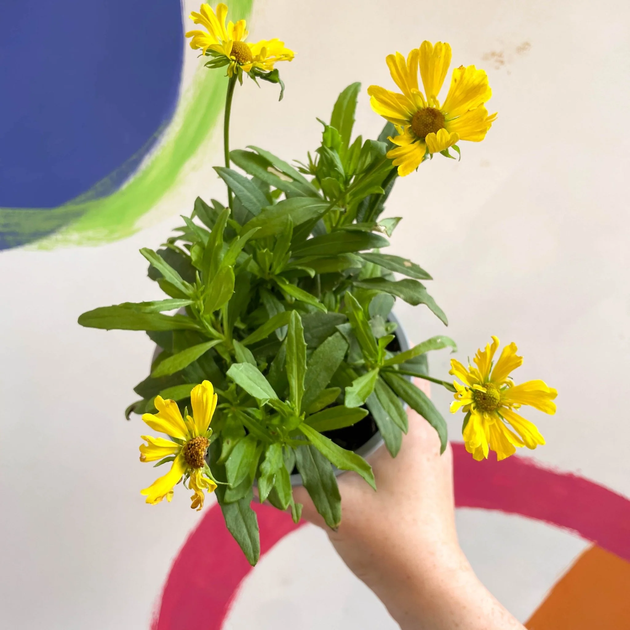 Helenium autumnale 'HayDay Orange' - Sneezeweed - British Grown - Image 3