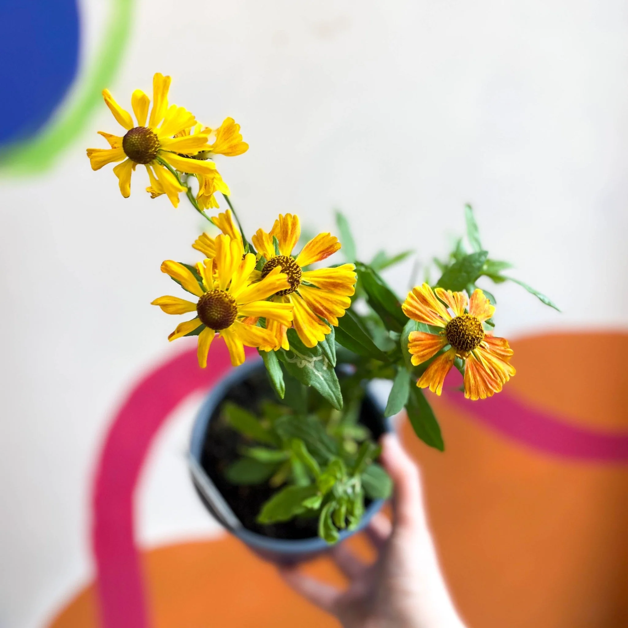 Helenium autumnale 'HayDay Red Bicolor' - Sneezeweed - British Grown