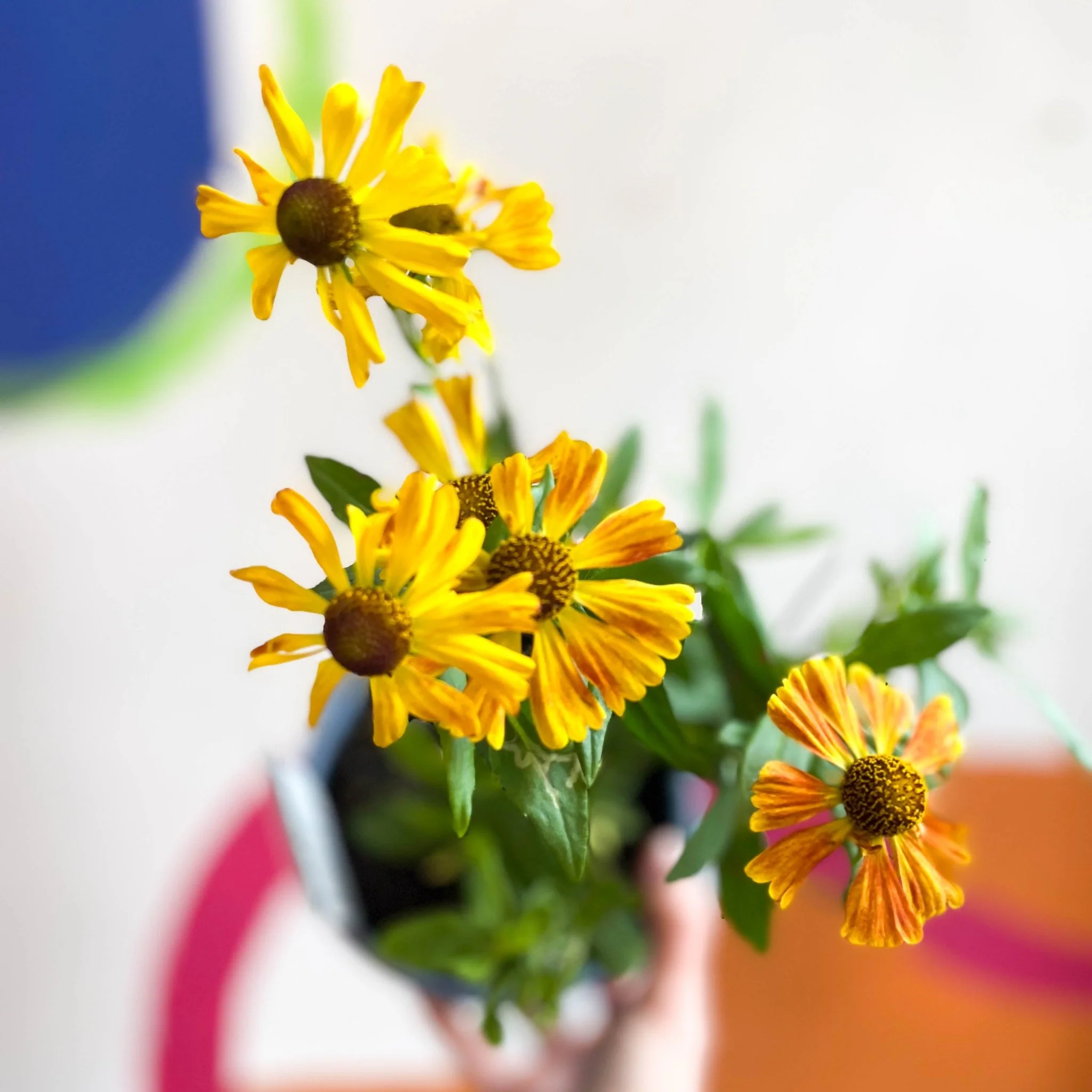 Helenium autumnale 'HayDay Red Bicolor' - Sneezeweed - British Grown - Image 2
