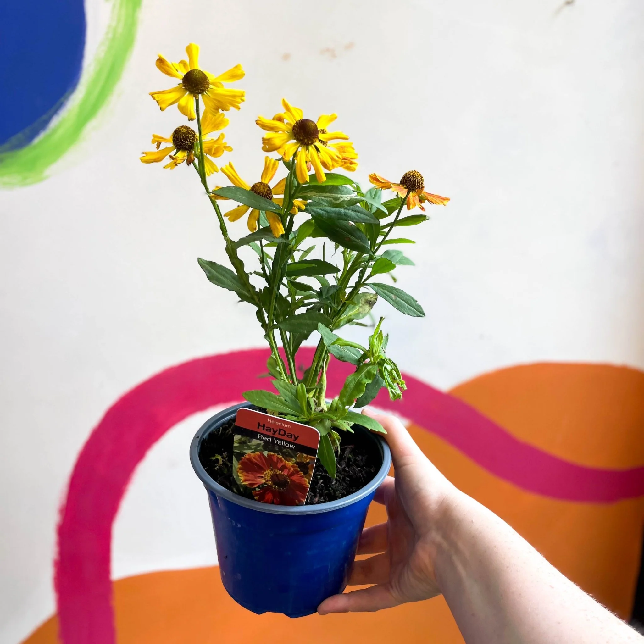 Helenium autumnale 'HayDay Red Bicolor' - Sneezeweed - British Grown - Image 3