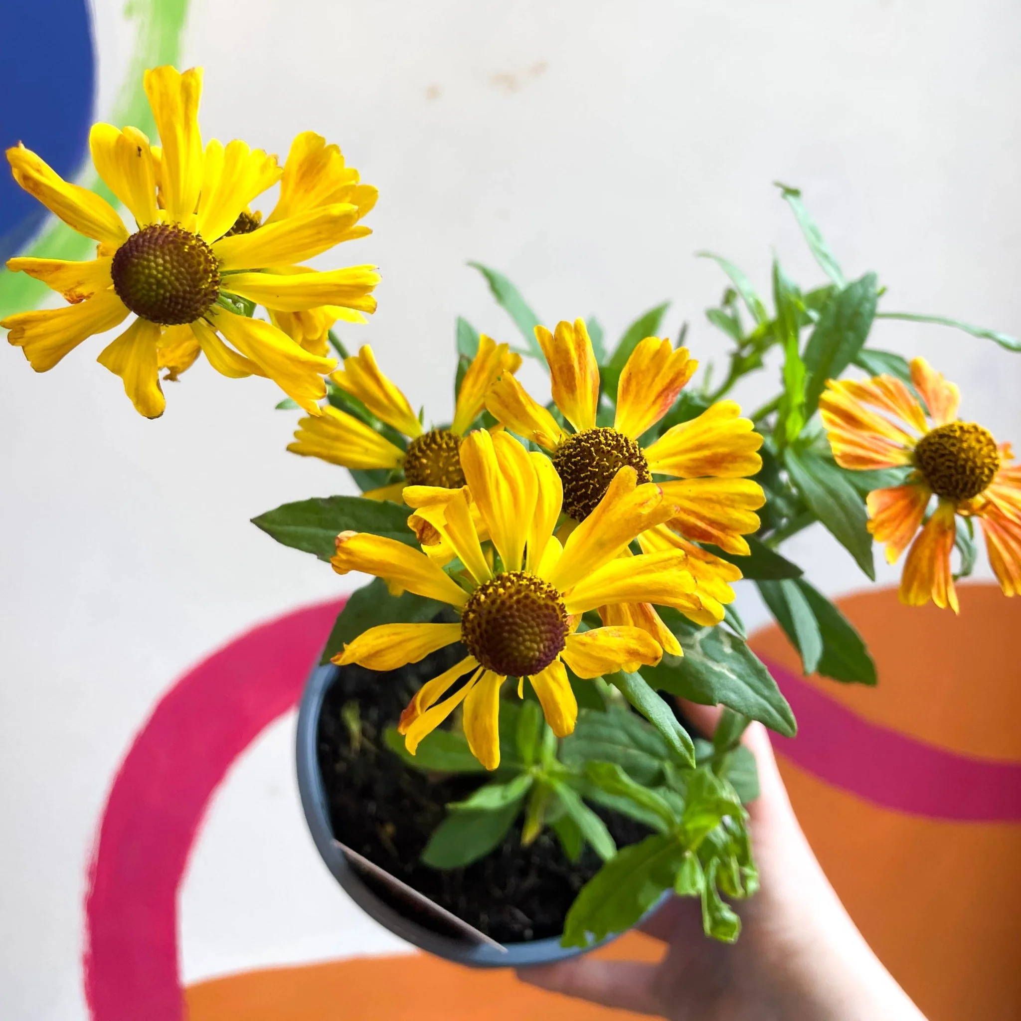 Helenium autumnale 'HayDay Red Bicolor' - Sneezeweed - British Grown - Image 4