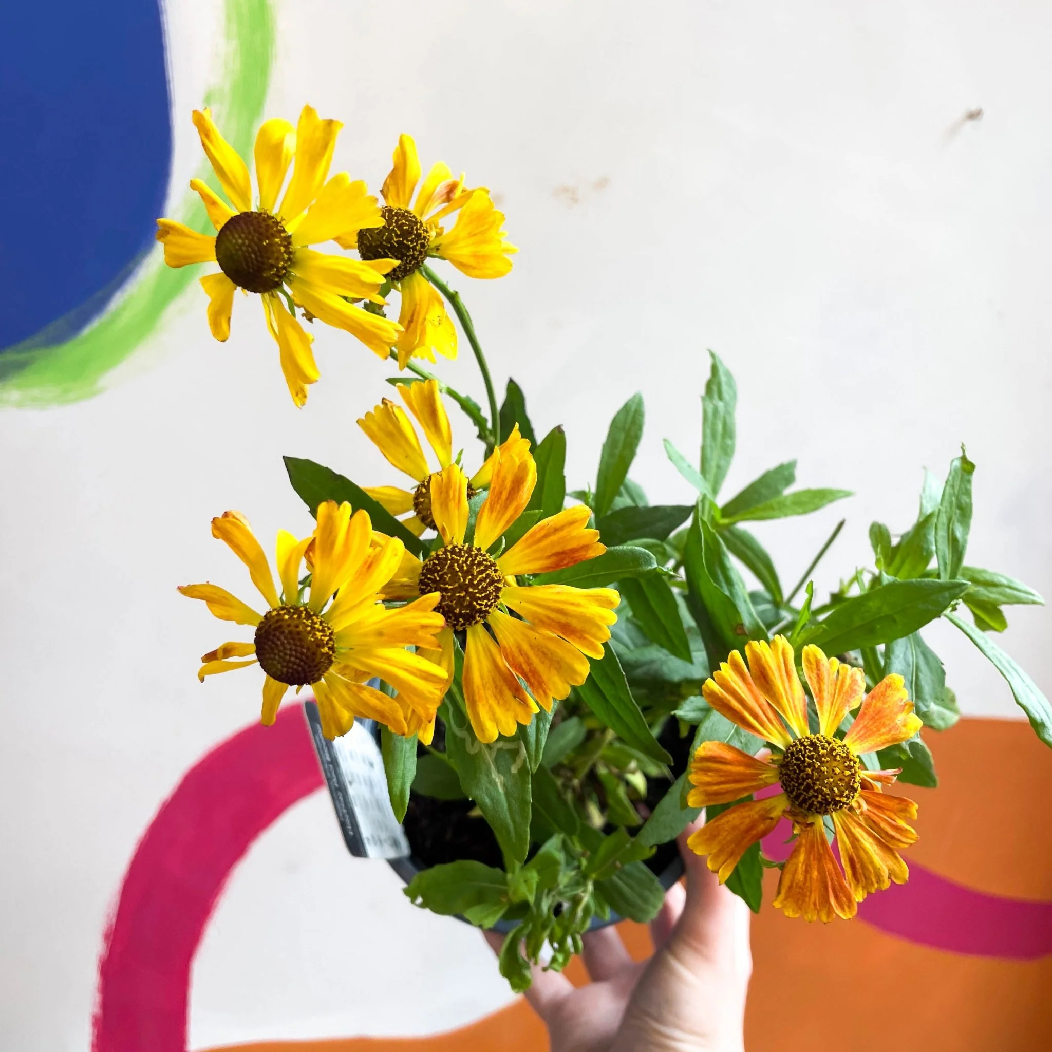 Helenium autumnale 'HayDay Red Bicolor' - Sneezeweed - British Grown - Image 5