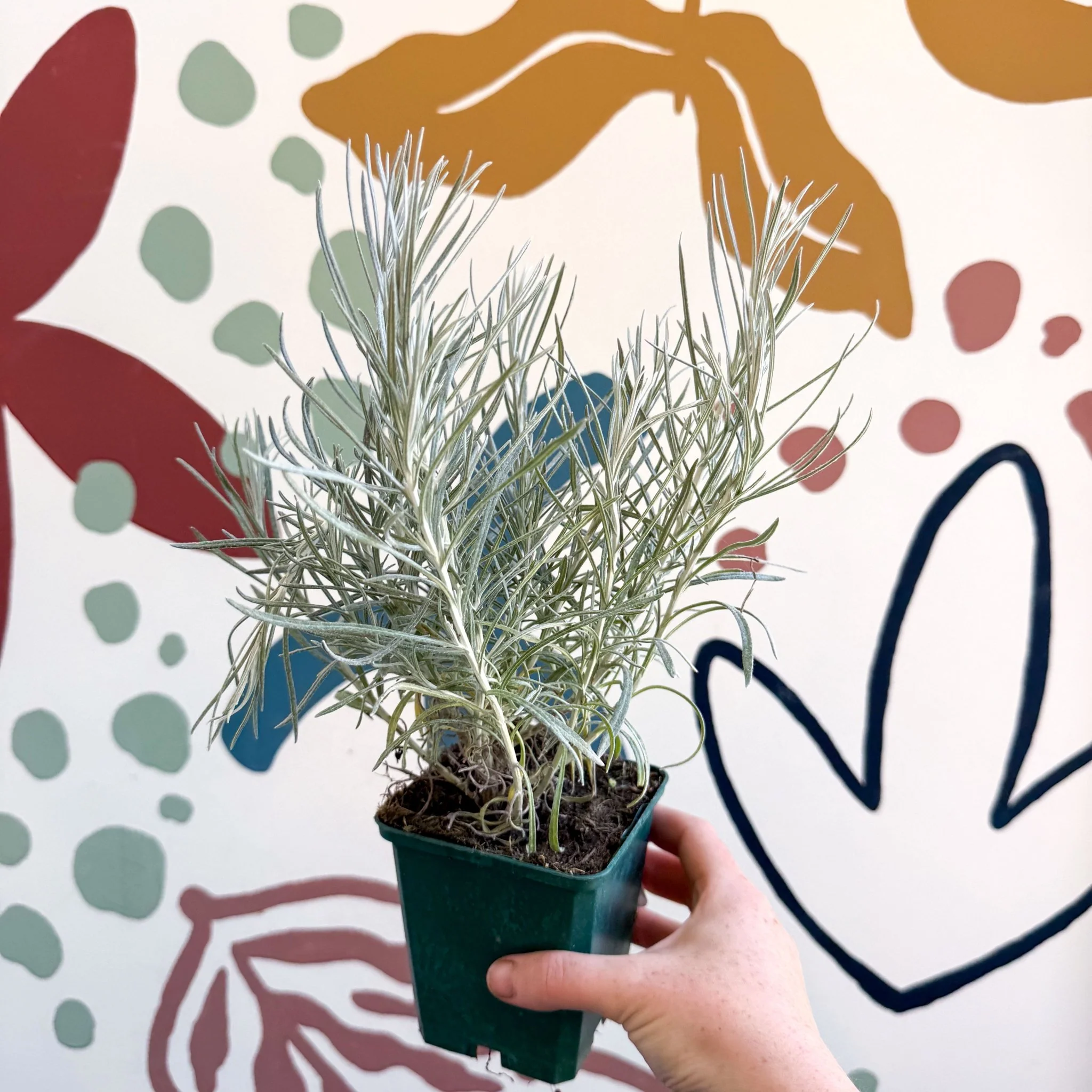 Helichrysum italicum - Curry Plant - Cotswolds Grown Culinary Herbs