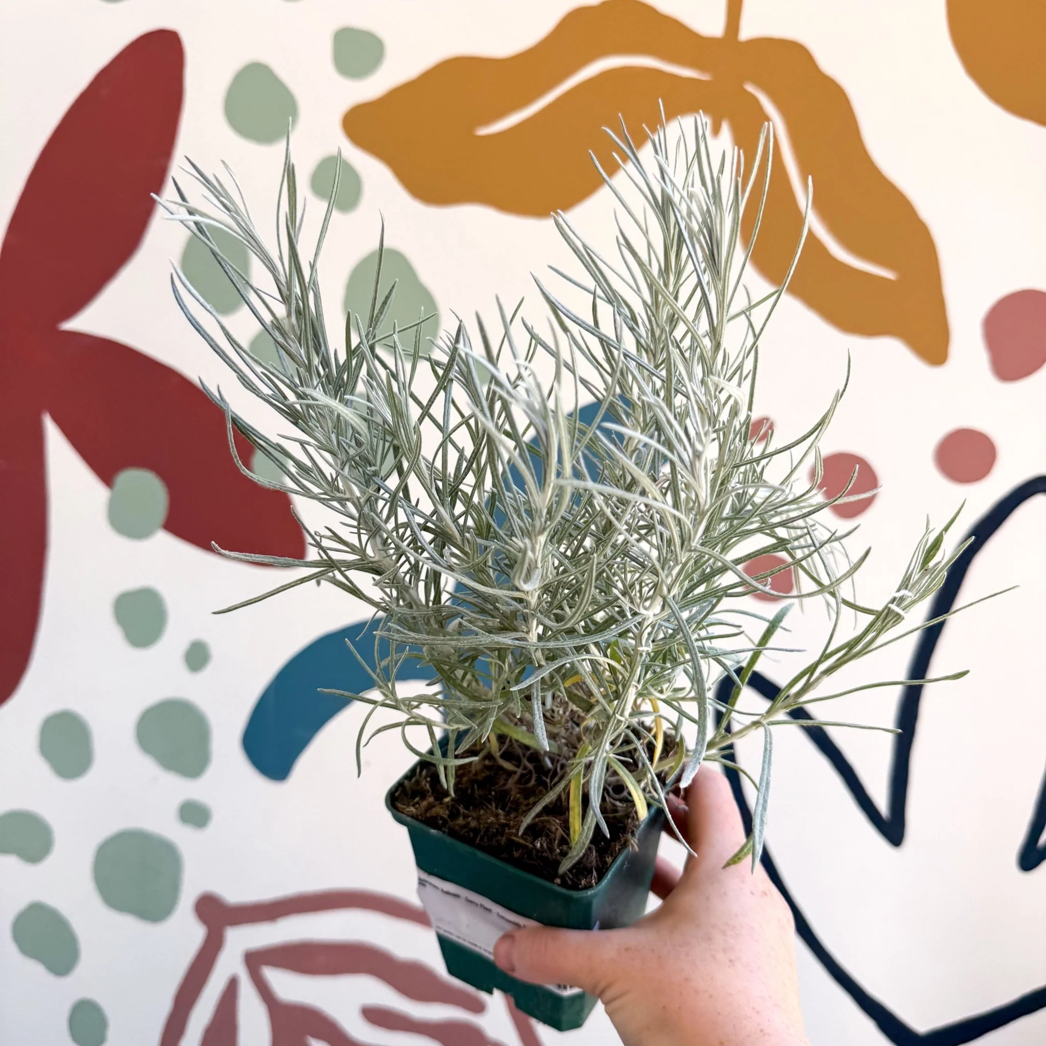 Helichrysum italicum - Curry Plant - Cotswolds Grown Culinary Herbs - Image 3