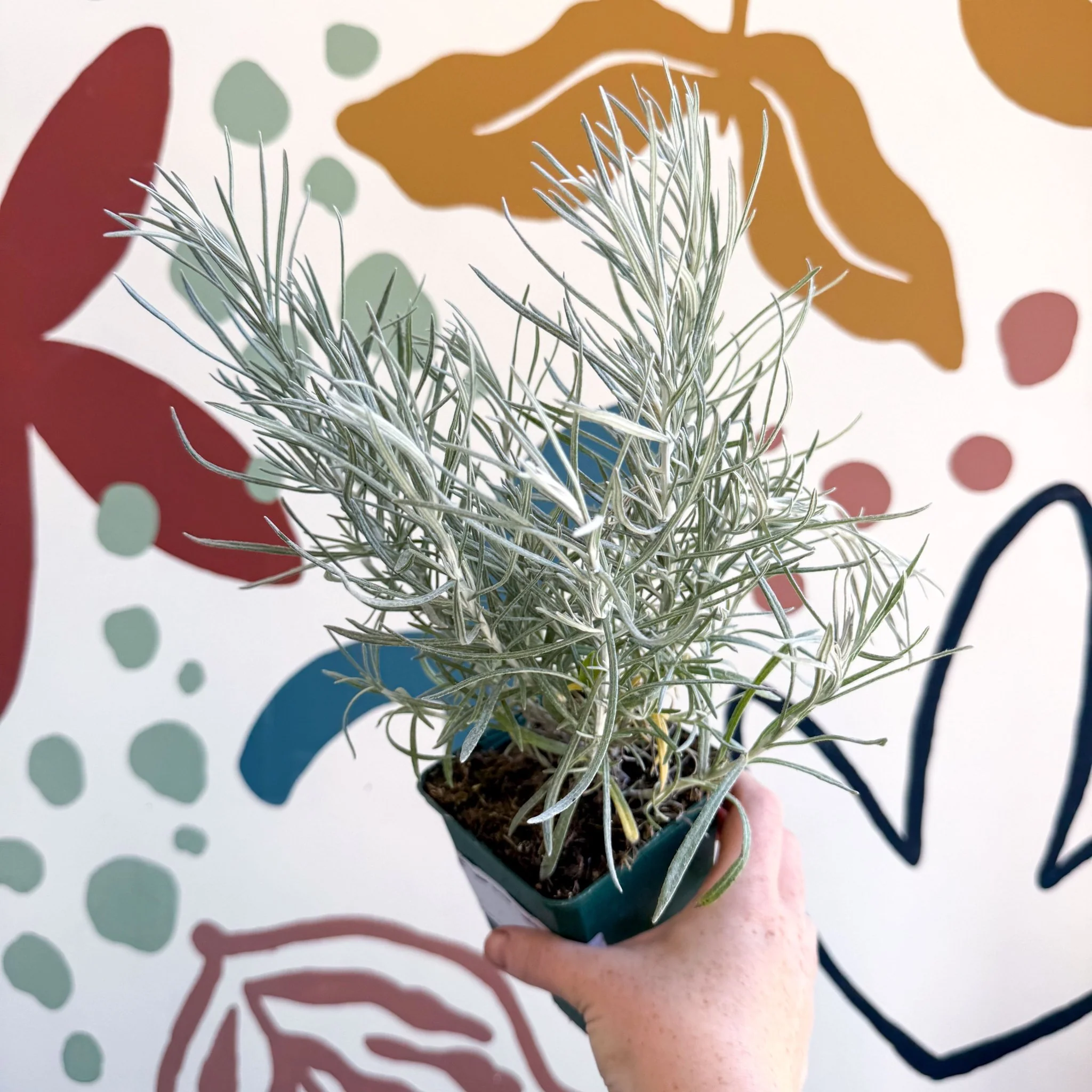 Helichrysum italicum - Curry Plant - Cotswolds Grown Culinary Herbs - Image 4