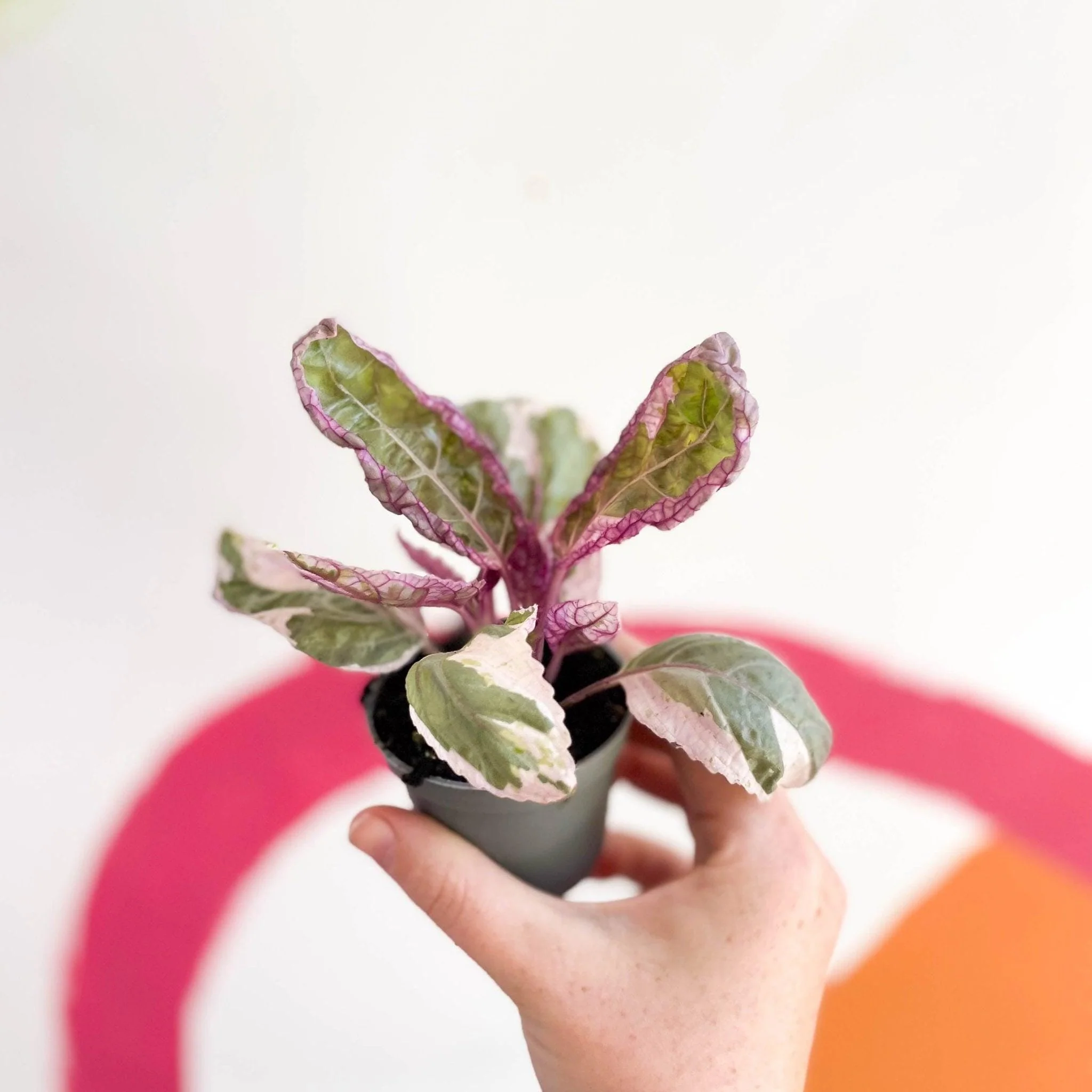 Hemigraphis alternata 'Snow White' - Image 2