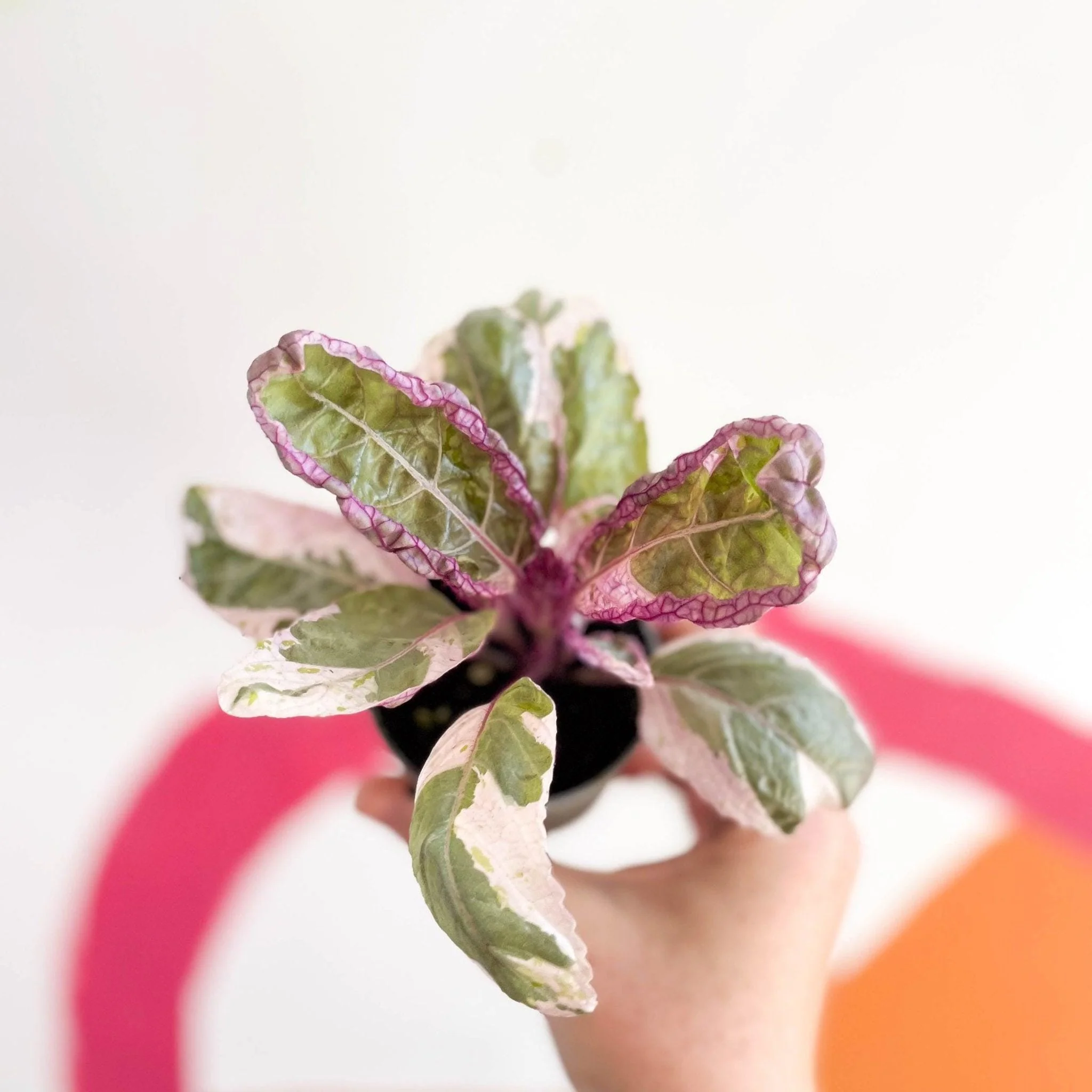Hemigraphis alternata 'Snow White' - Image 5