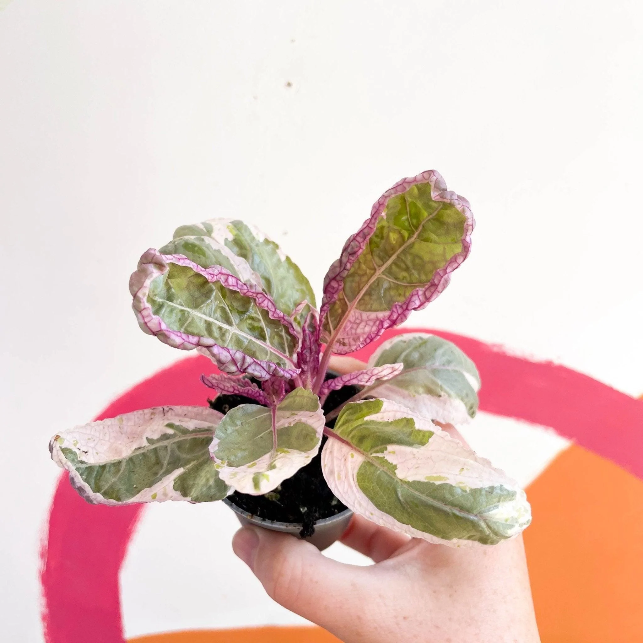 Hemigraphis alternata 'Snow White' - Image 6