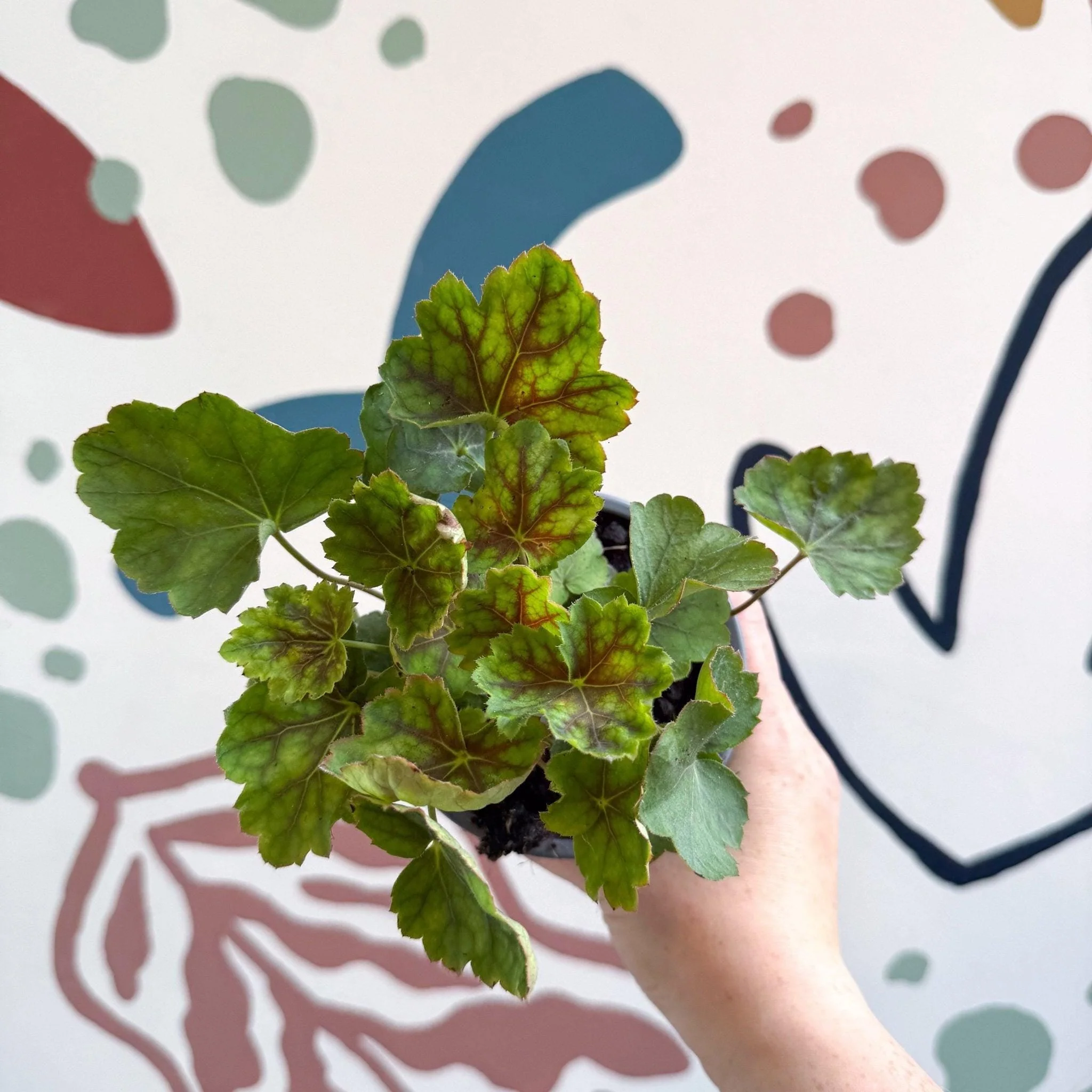 Heuchera americana 'Marvelous Marble' - British Grown Herbaceous Perennial - Image 2