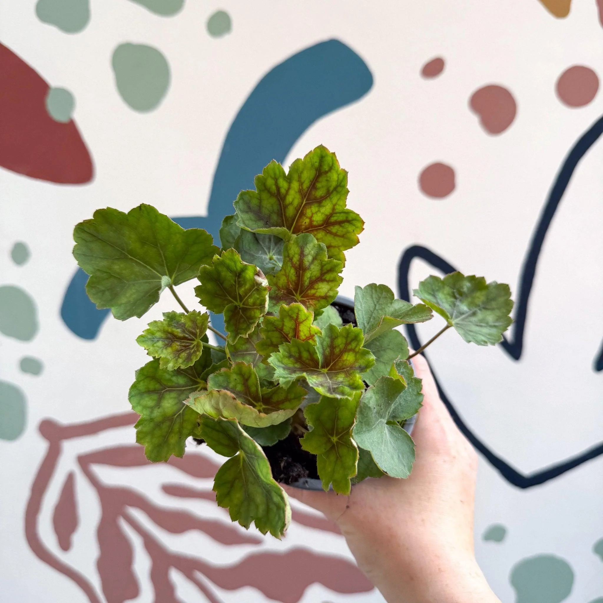 Heuchera americana 'Marvelous Marble' - British Grown Herbaceous Perennial - Image 3