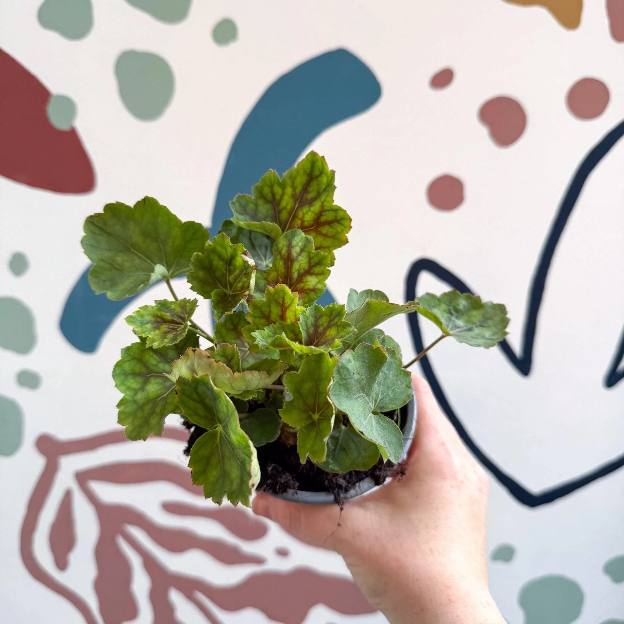 Heuchera americana 'Marvelous Marble' - British Grown Herbaceous Perennial - Image 4