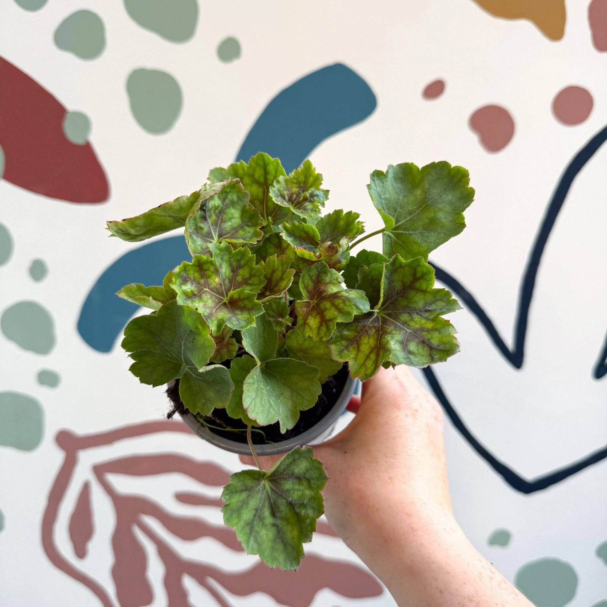Heuchera americana 'Marvelous Marble' - British Grown Herbaceous Perennial - Image 7