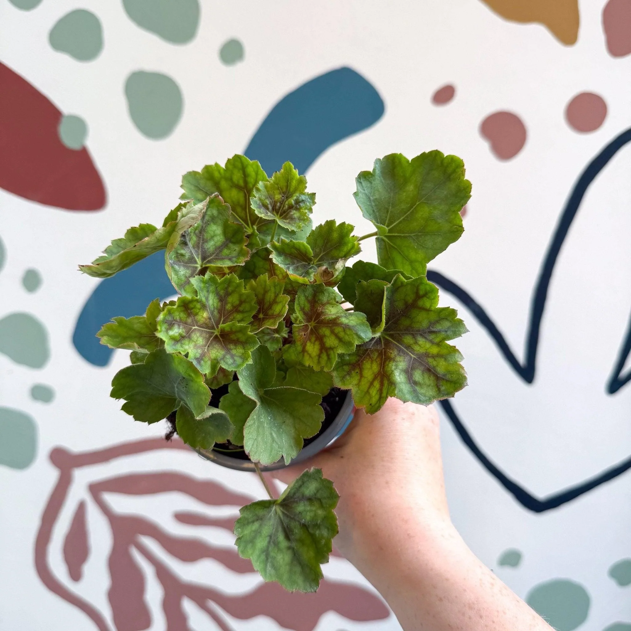 Heuchera americana 'Marvelous Marble' - British Grown Herbaceous Perennial - Image 8