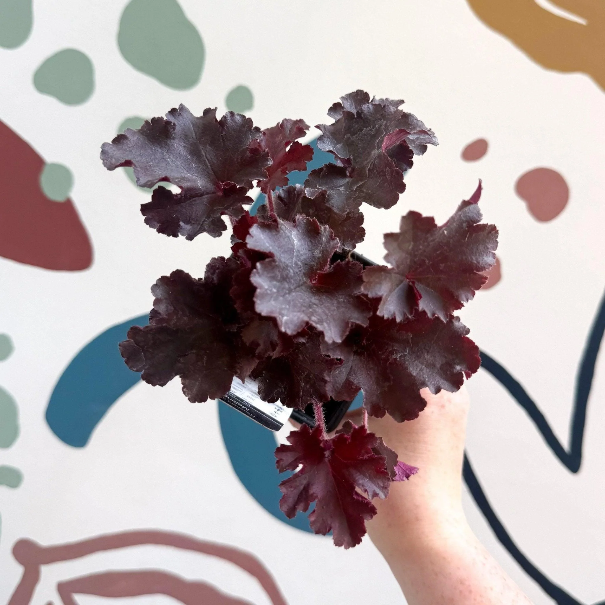 Heuchera americana 'Melting Fire' - British Grown Herbaceous Perennial