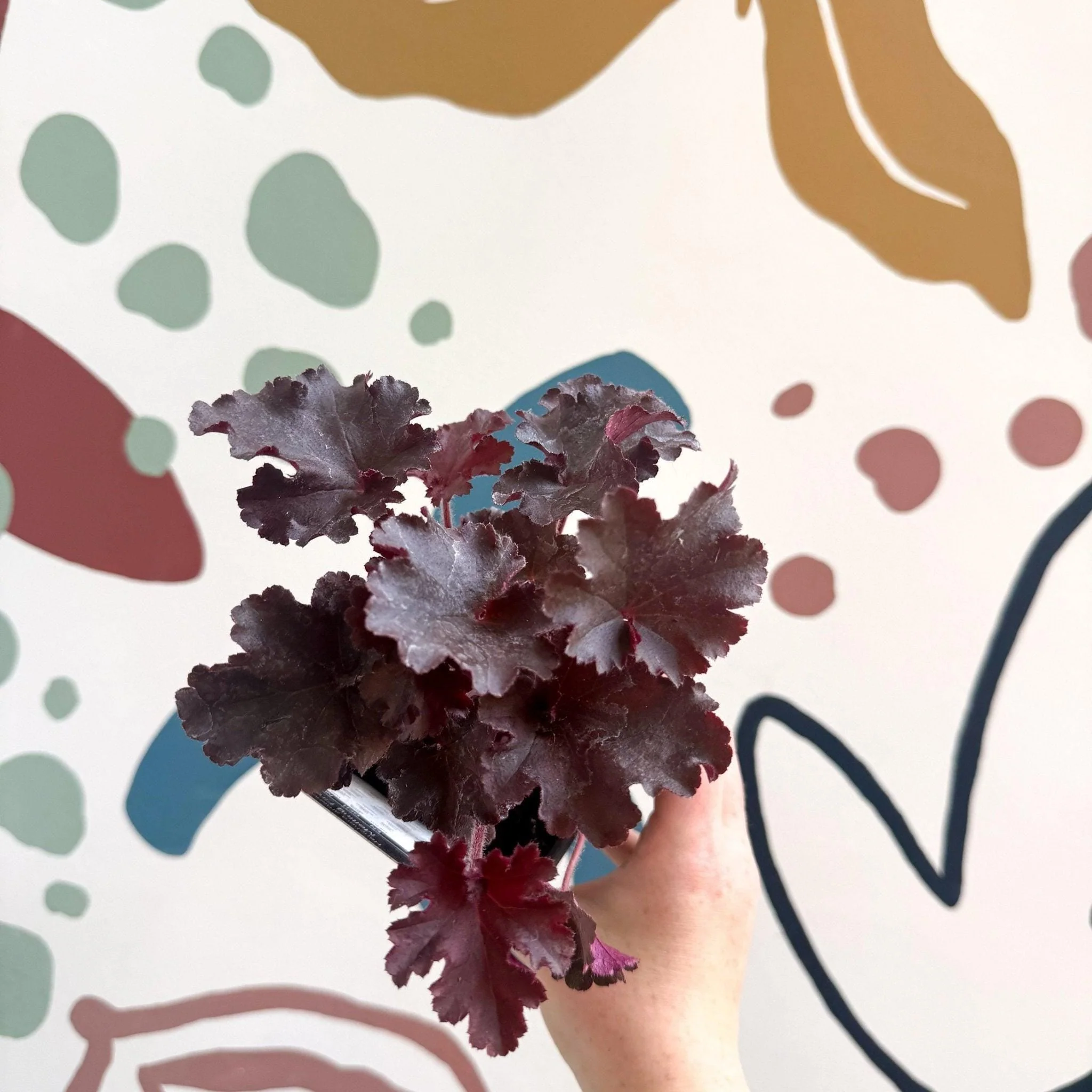 Heuchera americana 'Melting Fire' - British Grown Herbaceous Perennial - Image 2