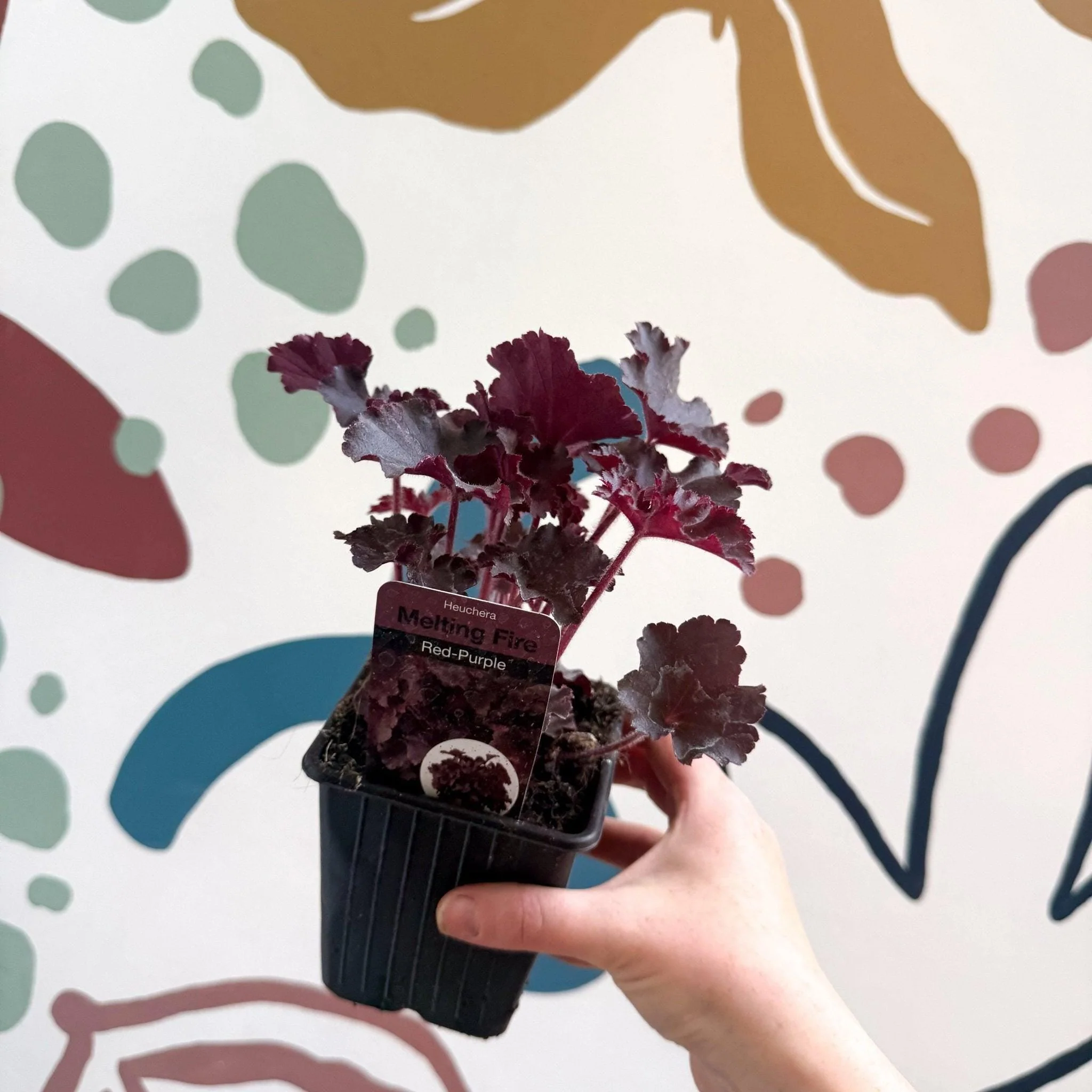 Heuchera americana 'Melting Fire' - British Grown Herbaceous Perennial - Image 4