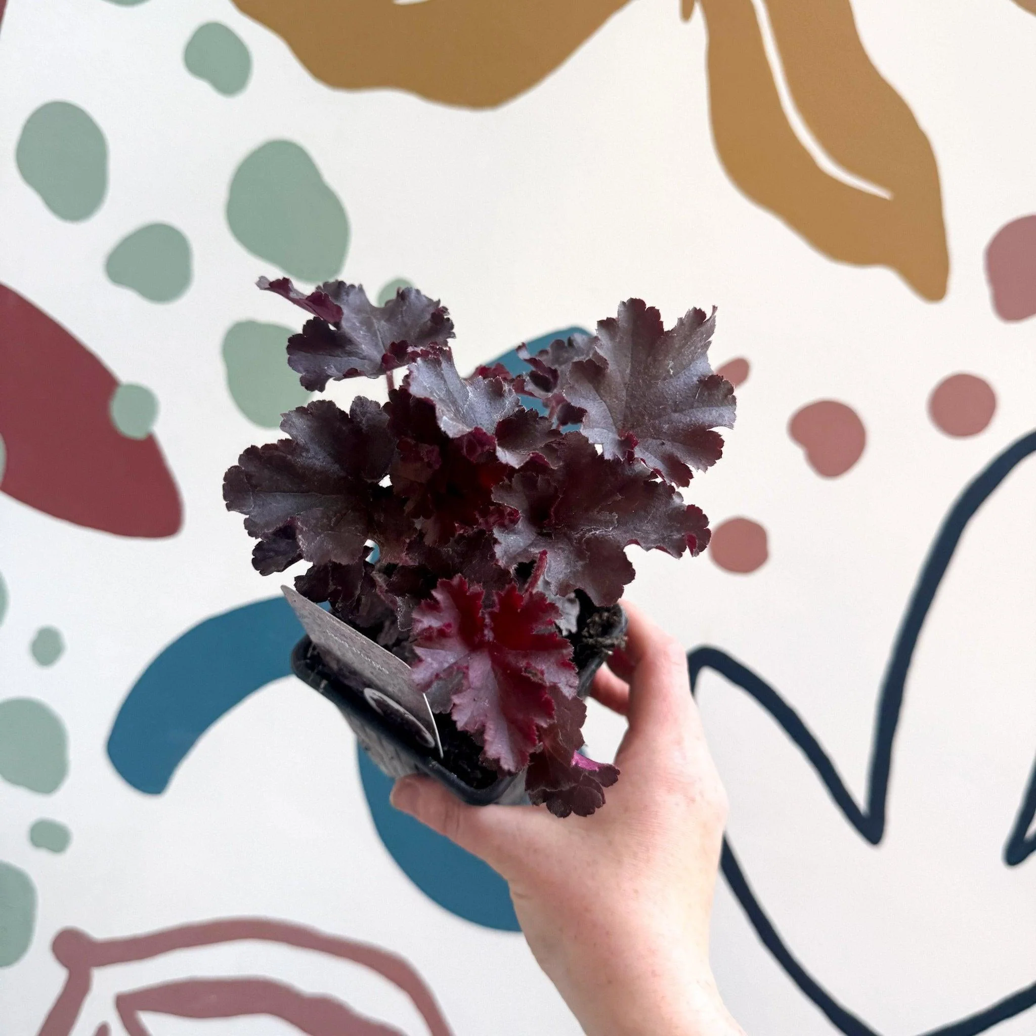 Heuchera americana 'Melting Fire' - British Grown Herbaceous Perennial - Image 5