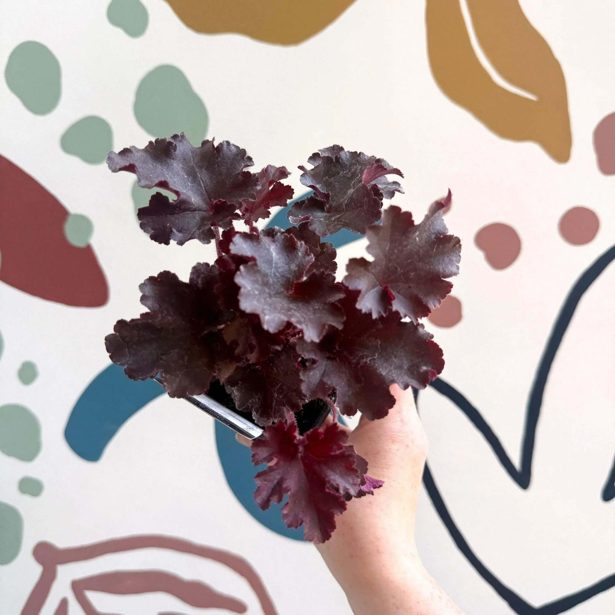Heuchera americana 'Melting Fire' - British Grown Herbaceous Perennial - Image 6
