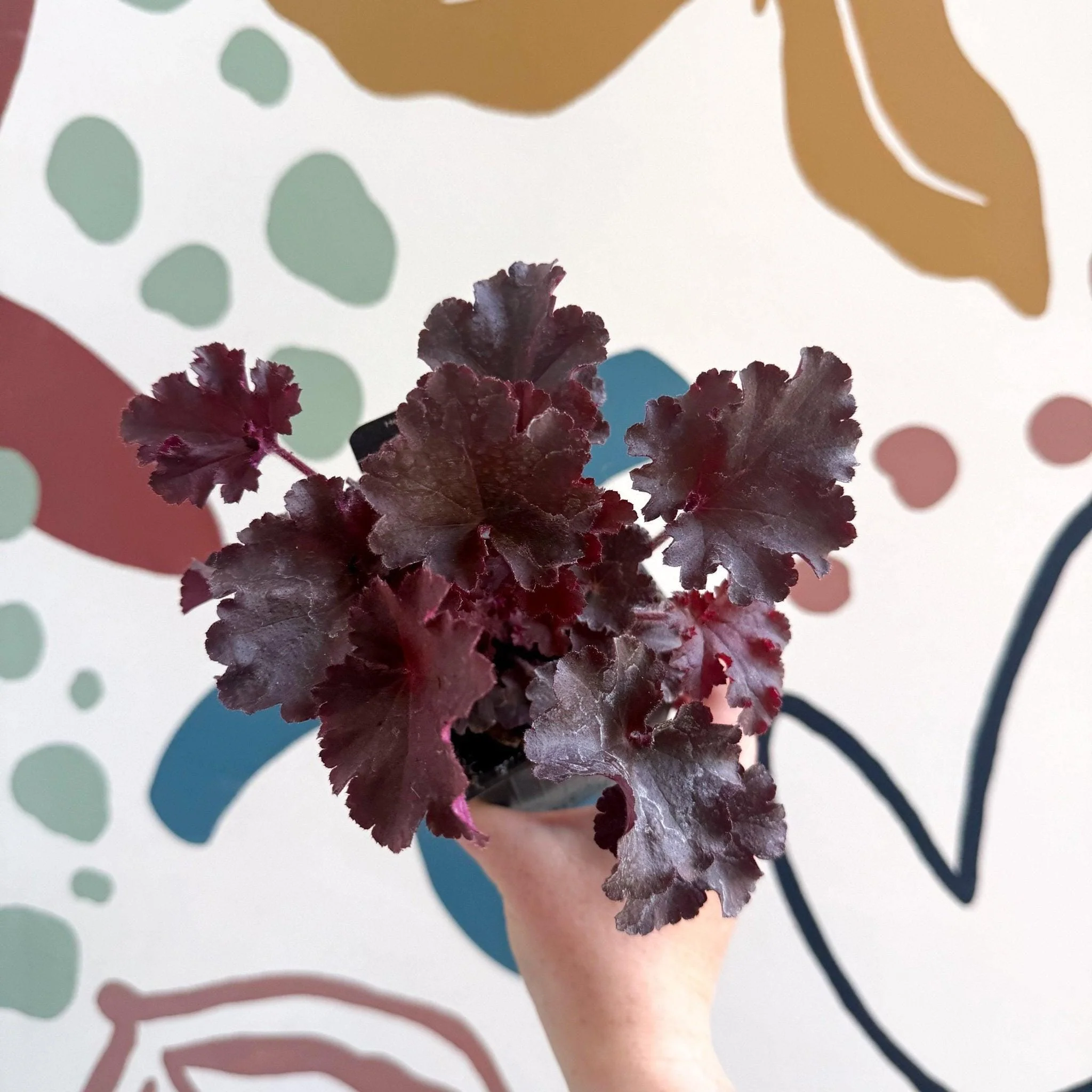 Heuchera americana 'Melting Fire' - British Grown Herbaceous Perennial - Image 7