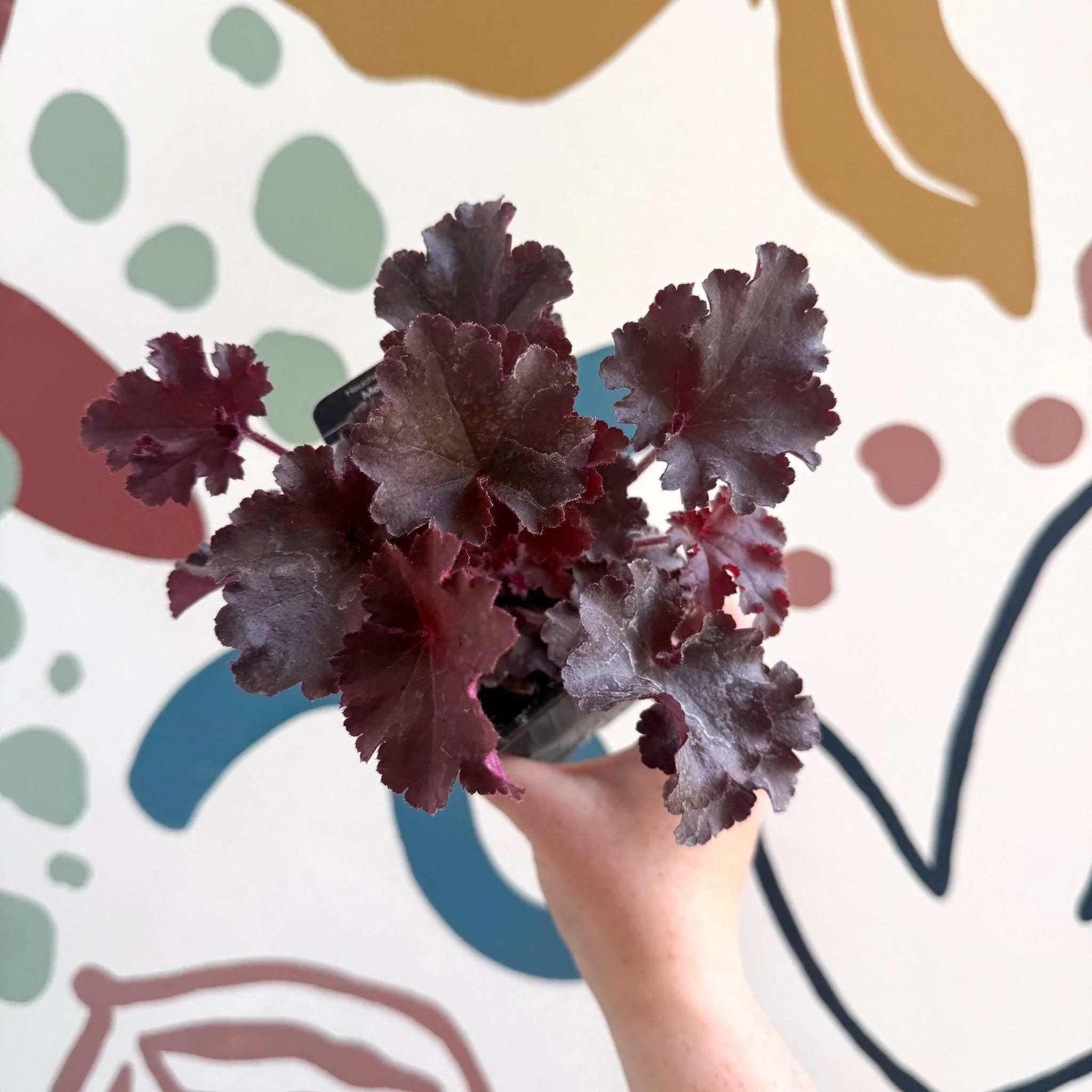 Heuchera americana 'Melting Fire' - British Grown Herbaceous Perennial - Image 8