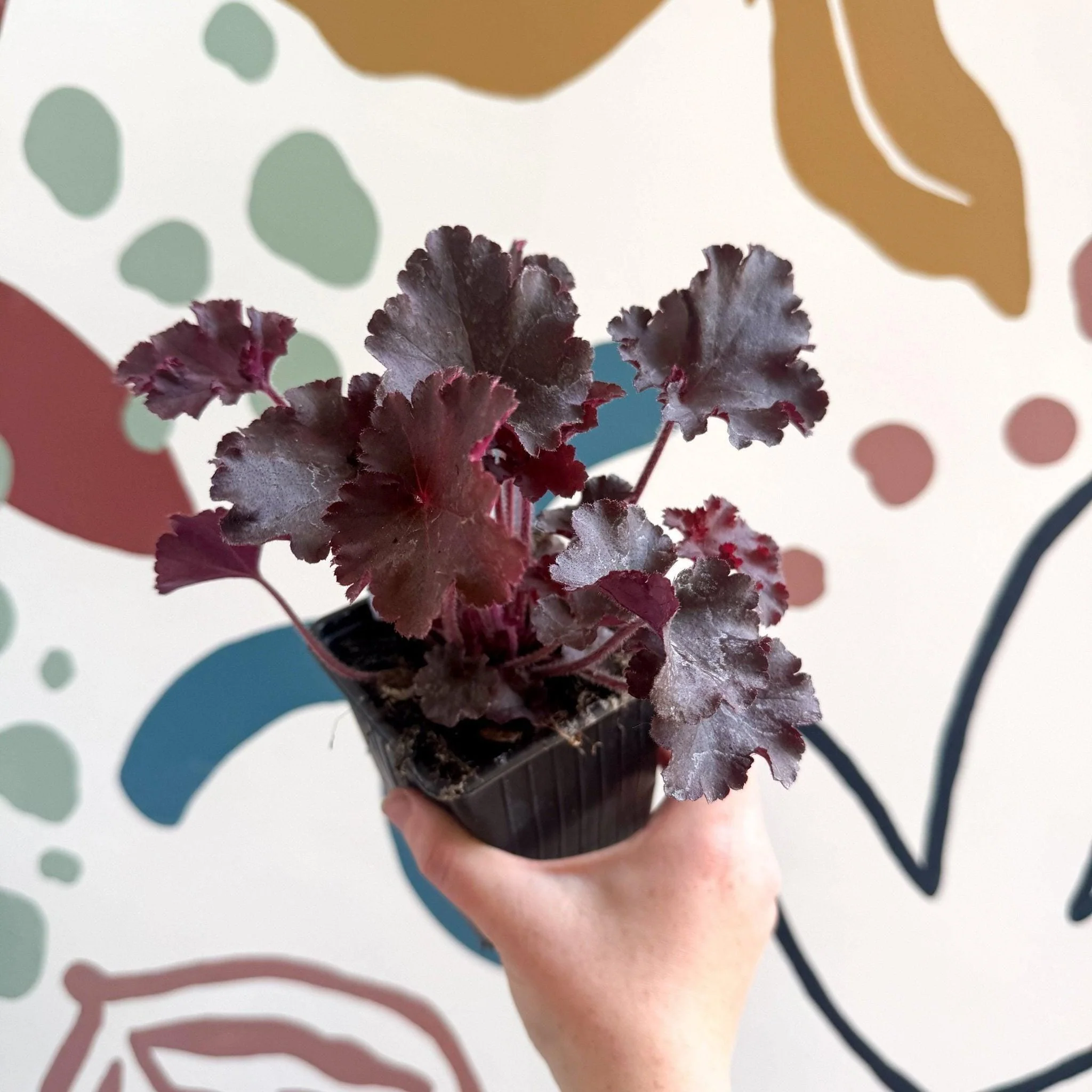 Heuchera americana 'Melting Fire' - British Grown Herbaceous Perennial - Image 9