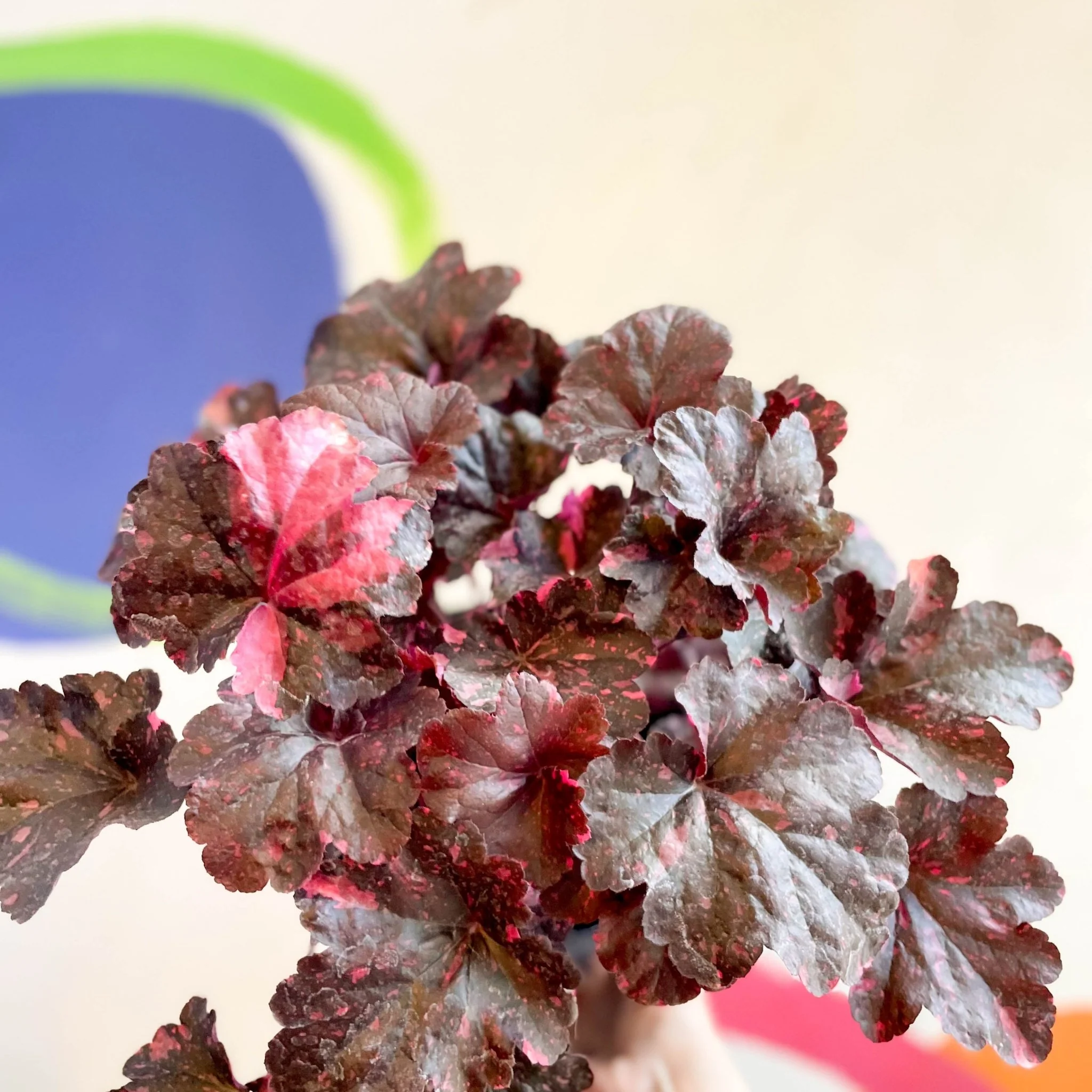 Heuchera 'Midnight Rose' - British Grown Herbaceous Perennial - Image 4