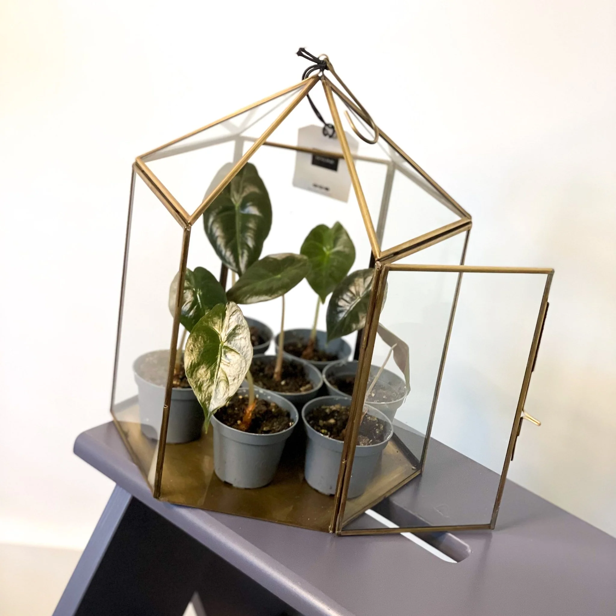 Hexagonal Brass & Glass Terrarium - Image 3