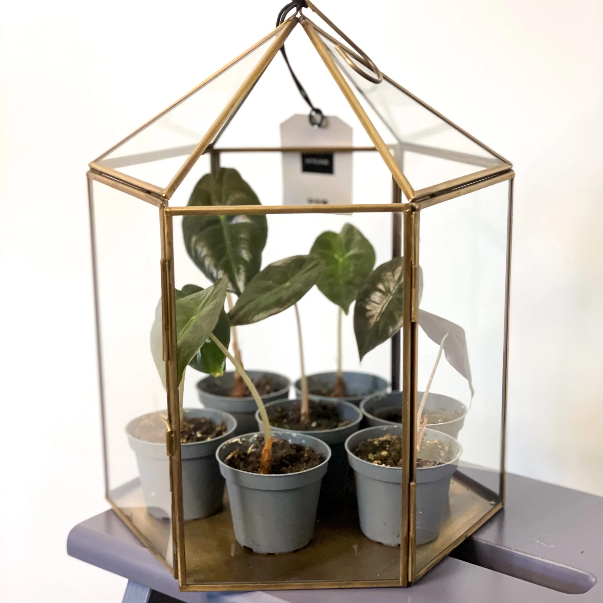 Hexagonal Brass & Glass Terrarium - Image 4
