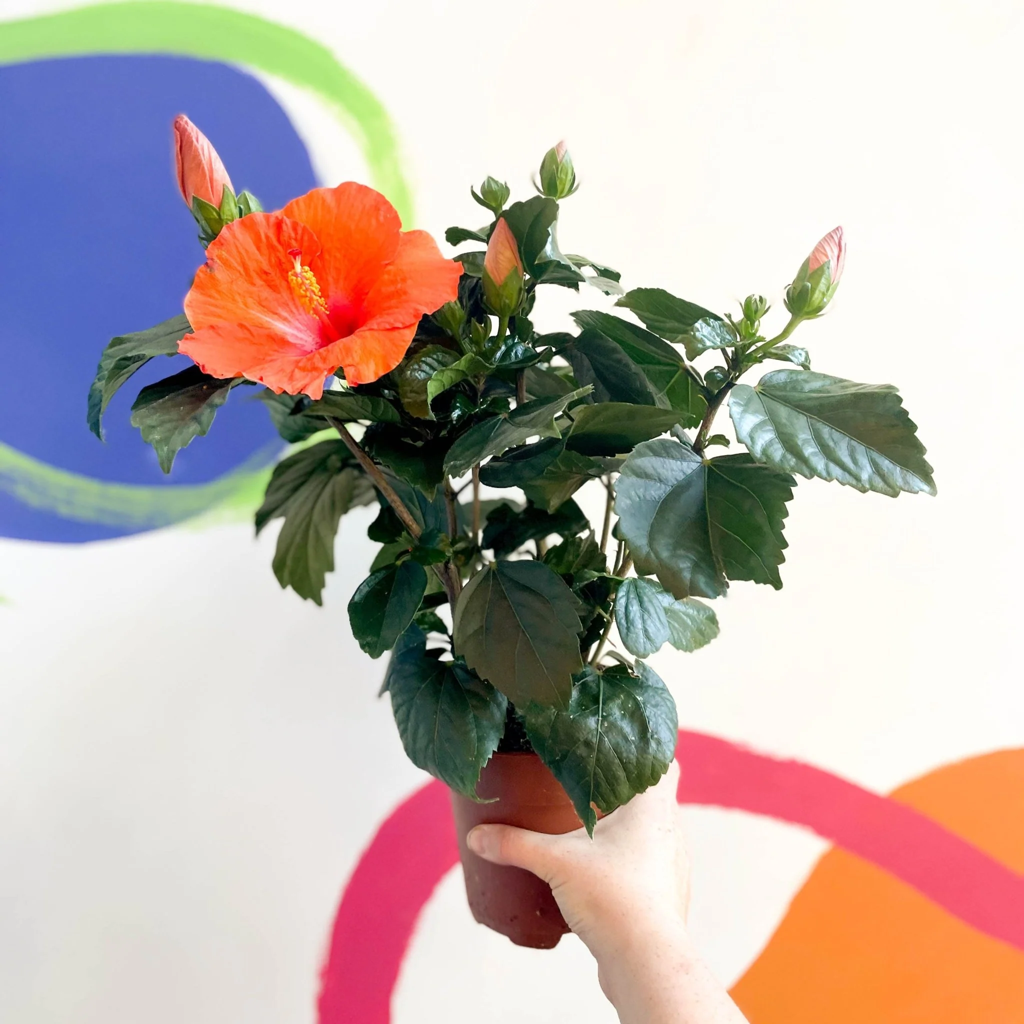Hibiscus adonicus 'Salmon'