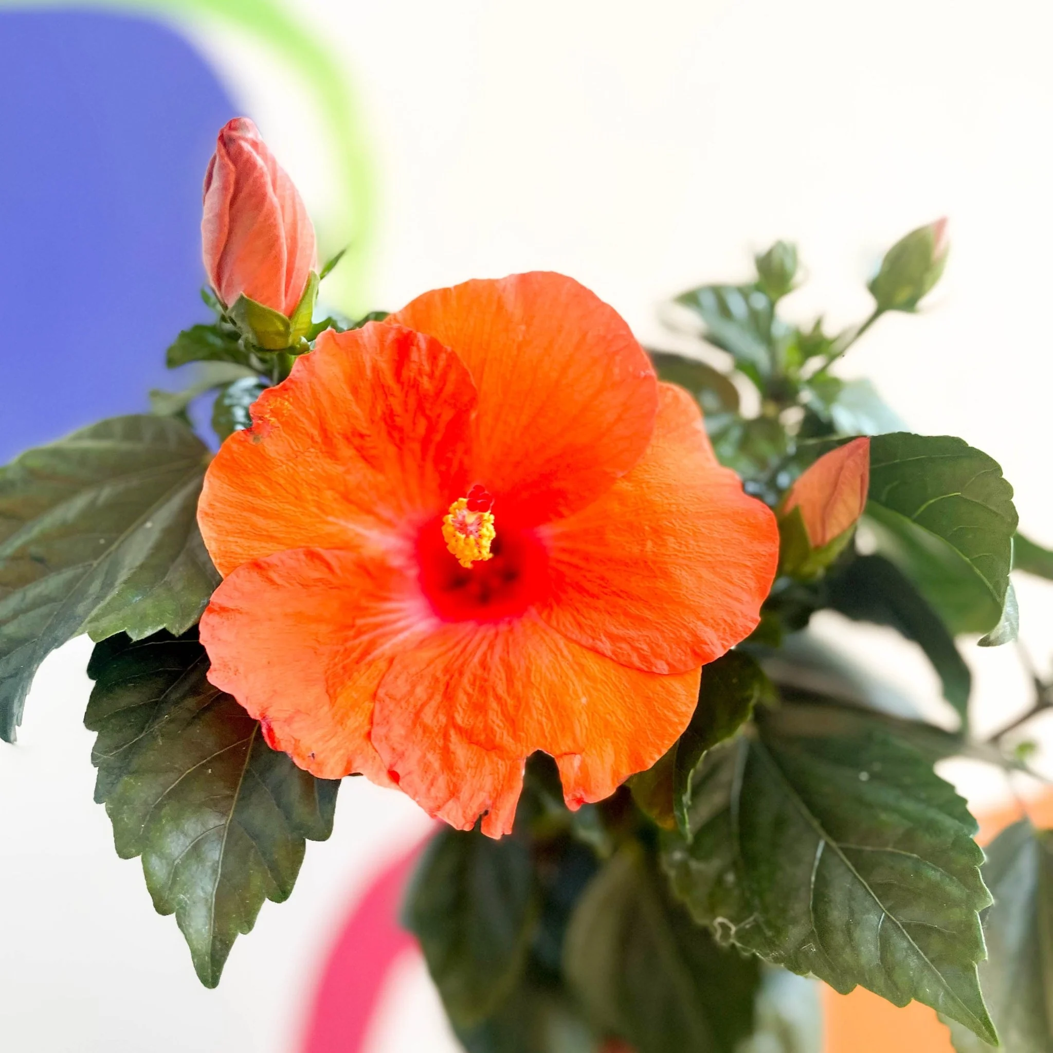 Hibiscus adonicus 'Salmon' - Image 2