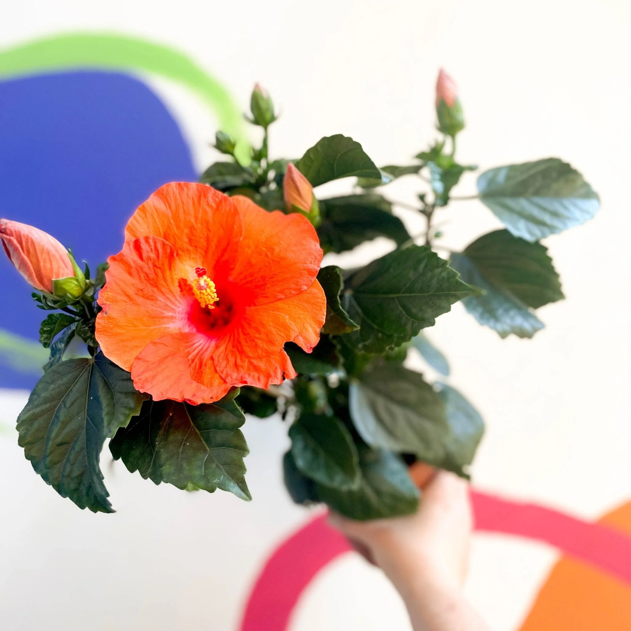 Hibiscus adonicus 'Salmon' - Image 3