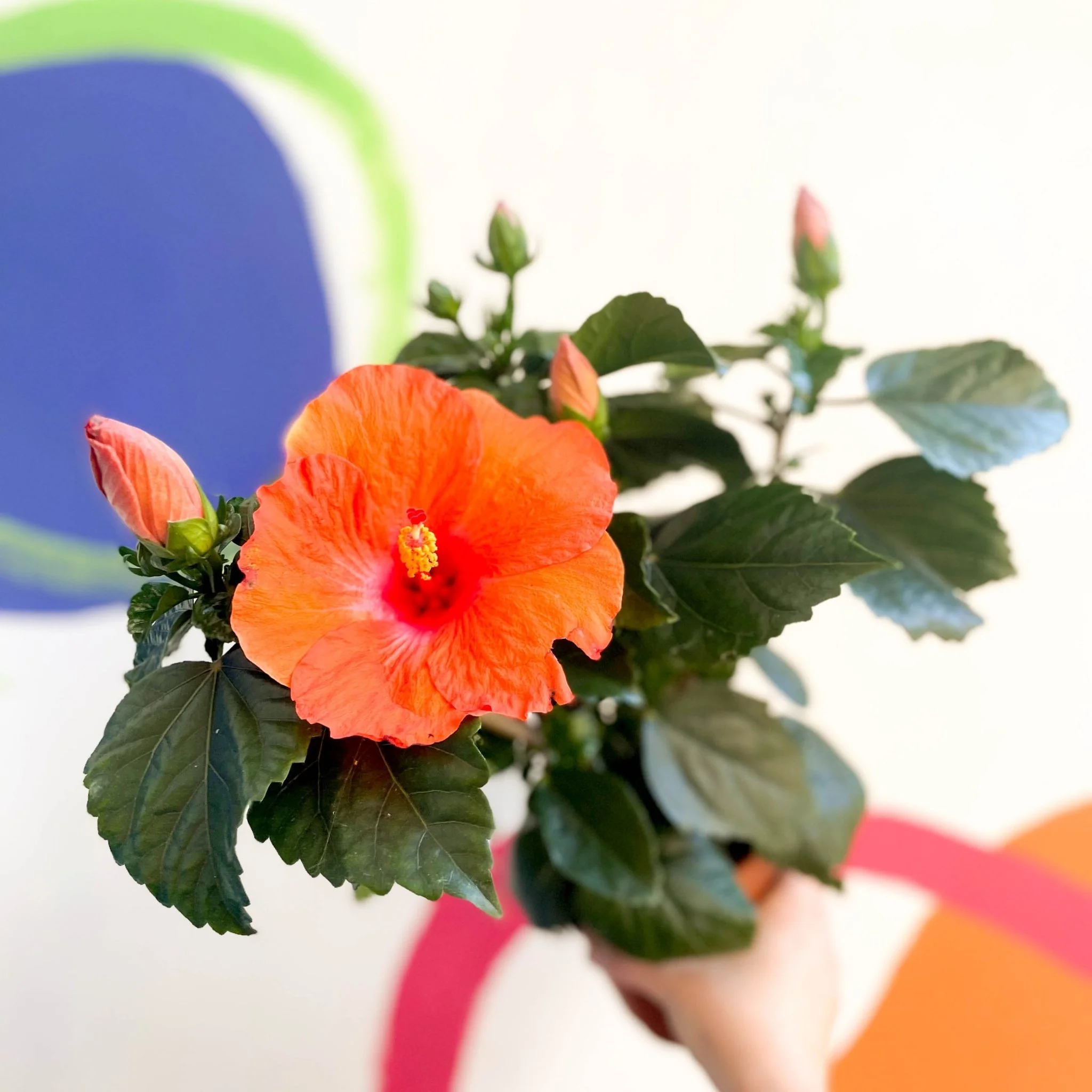 Hibiscus adonicus 'Salmon' - Image 6