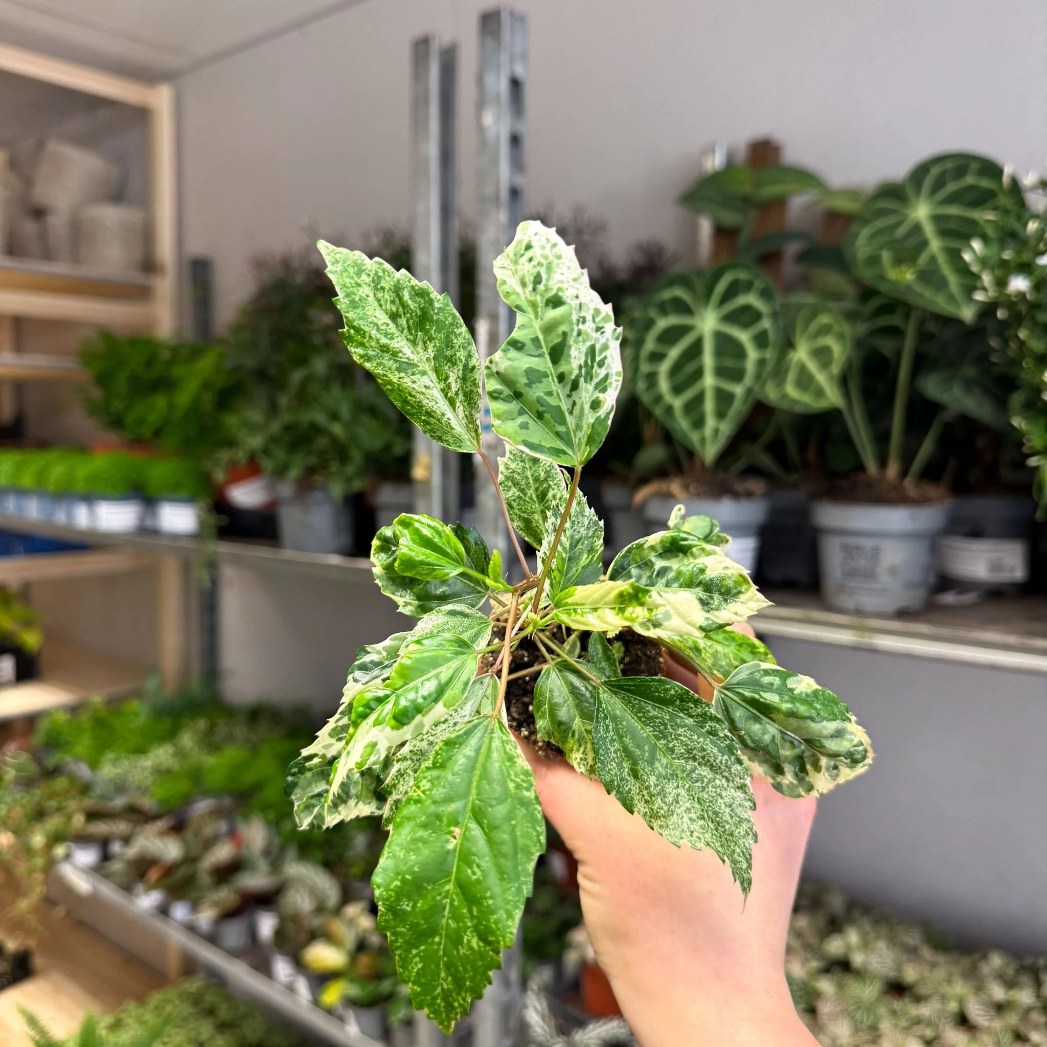 Hibiscus rosa-sinensis ‘Variegata’ – Variegated Tropical Hibiscus - Image 11