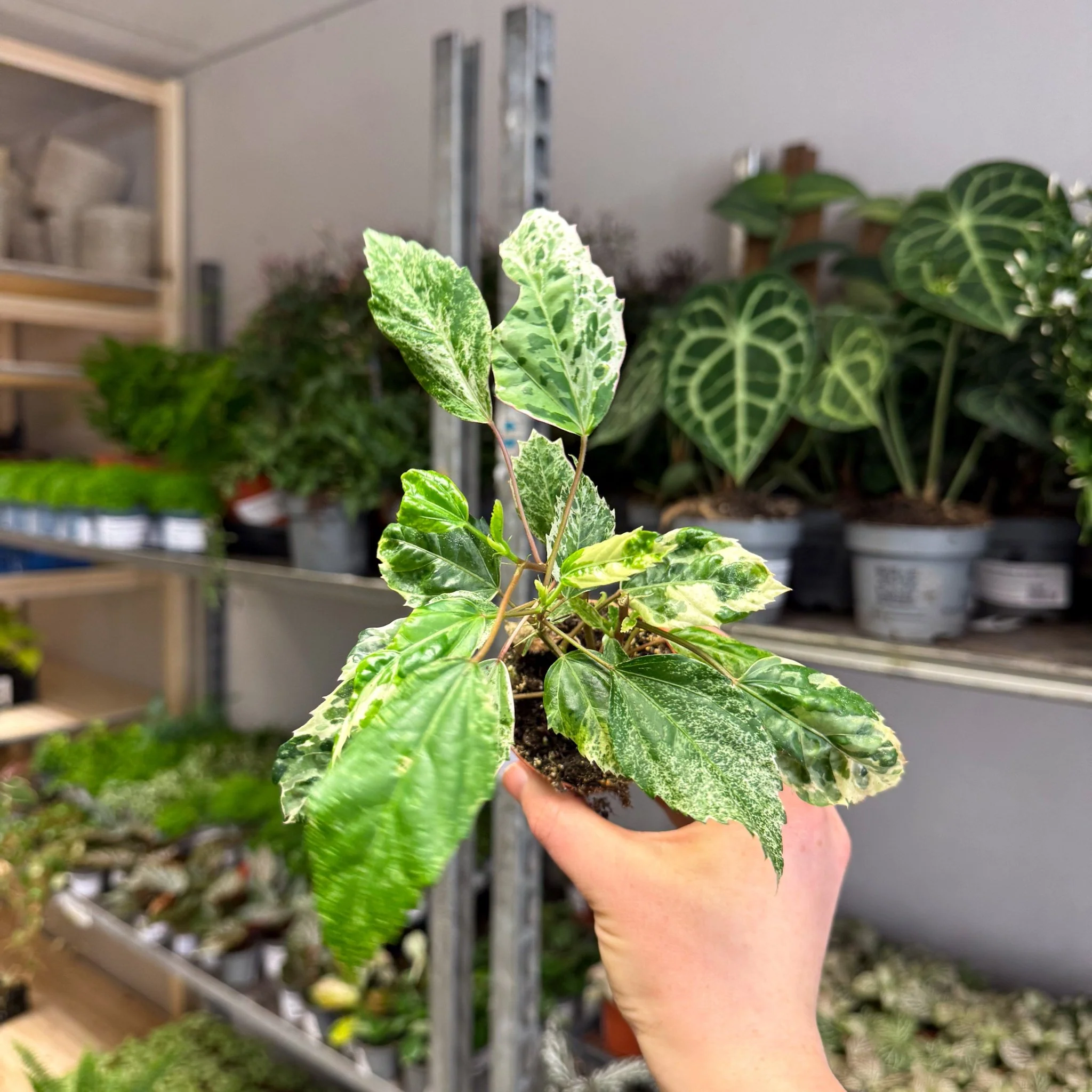 Hibiscus rosa-sinensis ‘Variegata’ – Variegated Tropical Hibiscus - Image 12