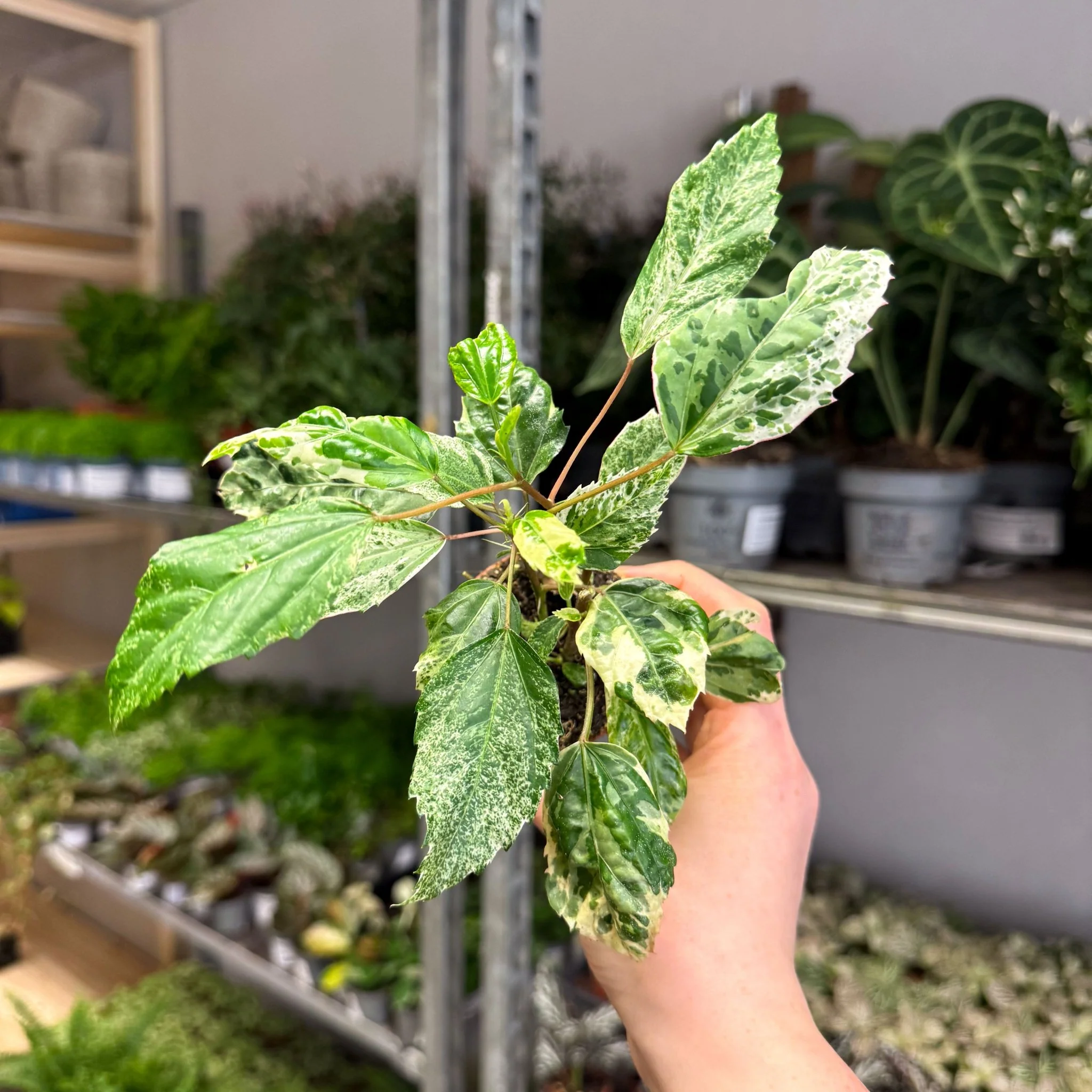 Hibiscus rosa-sinensis ‘Variegata’ – Variegated Tropical Hibiscus - Image 13