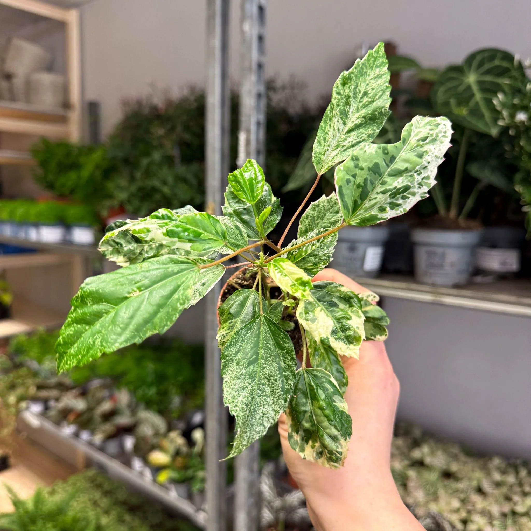 Hibiscus rosa-sinensis ‘Variegata’ – Variegated Tropical Hibiscus - Image 14